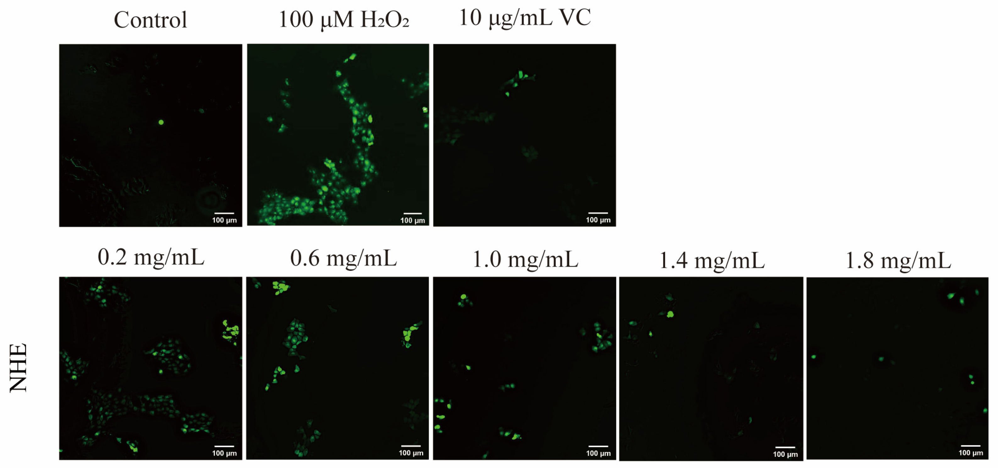 Ijms 24 08974 g009 Ijms 24 08974 g009