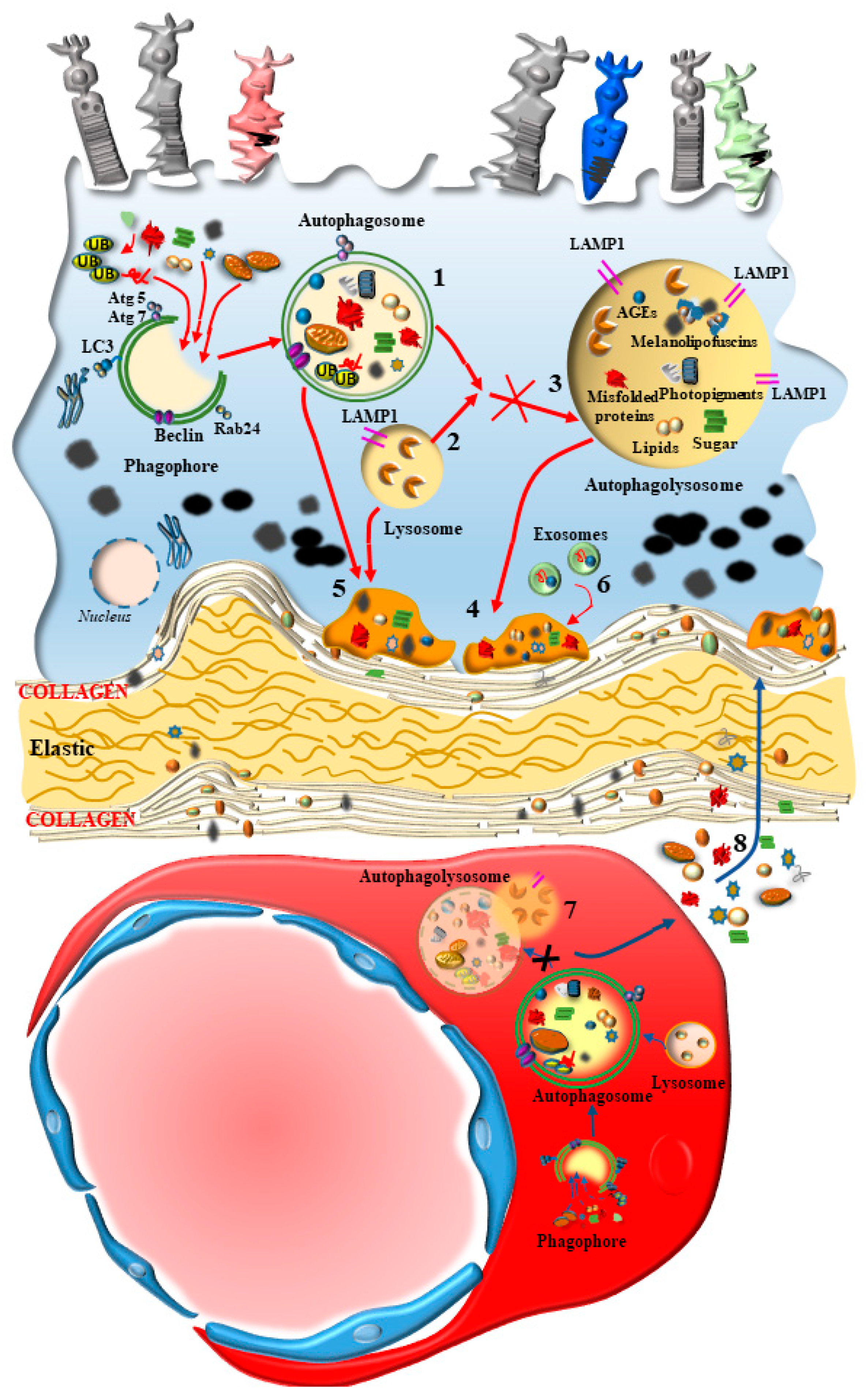 IJMS | Free Full-Text | The Essential Role of Light-Induced Autophagy in  the Inner Choroid/Outer Retinal Neurovascular Unit in Baseline Conditions  and Degeneration