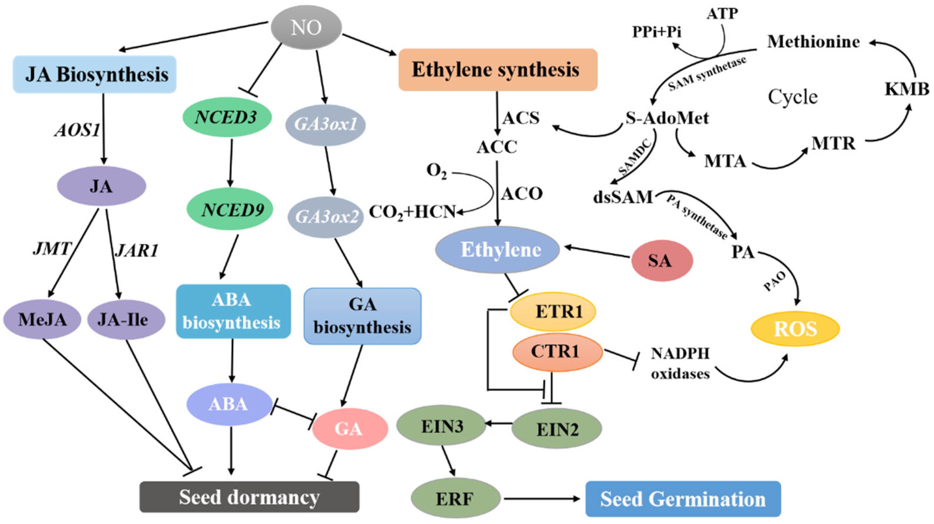 Ijms Free Full Text Nitric Oxide Regulates Seed Germination By Integrating Multiple 1864