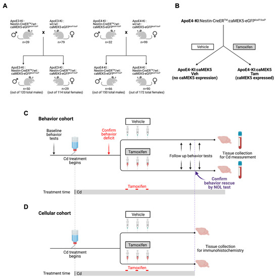 IJMS | Free Full-Text | Inducible and Conditional Activation of 