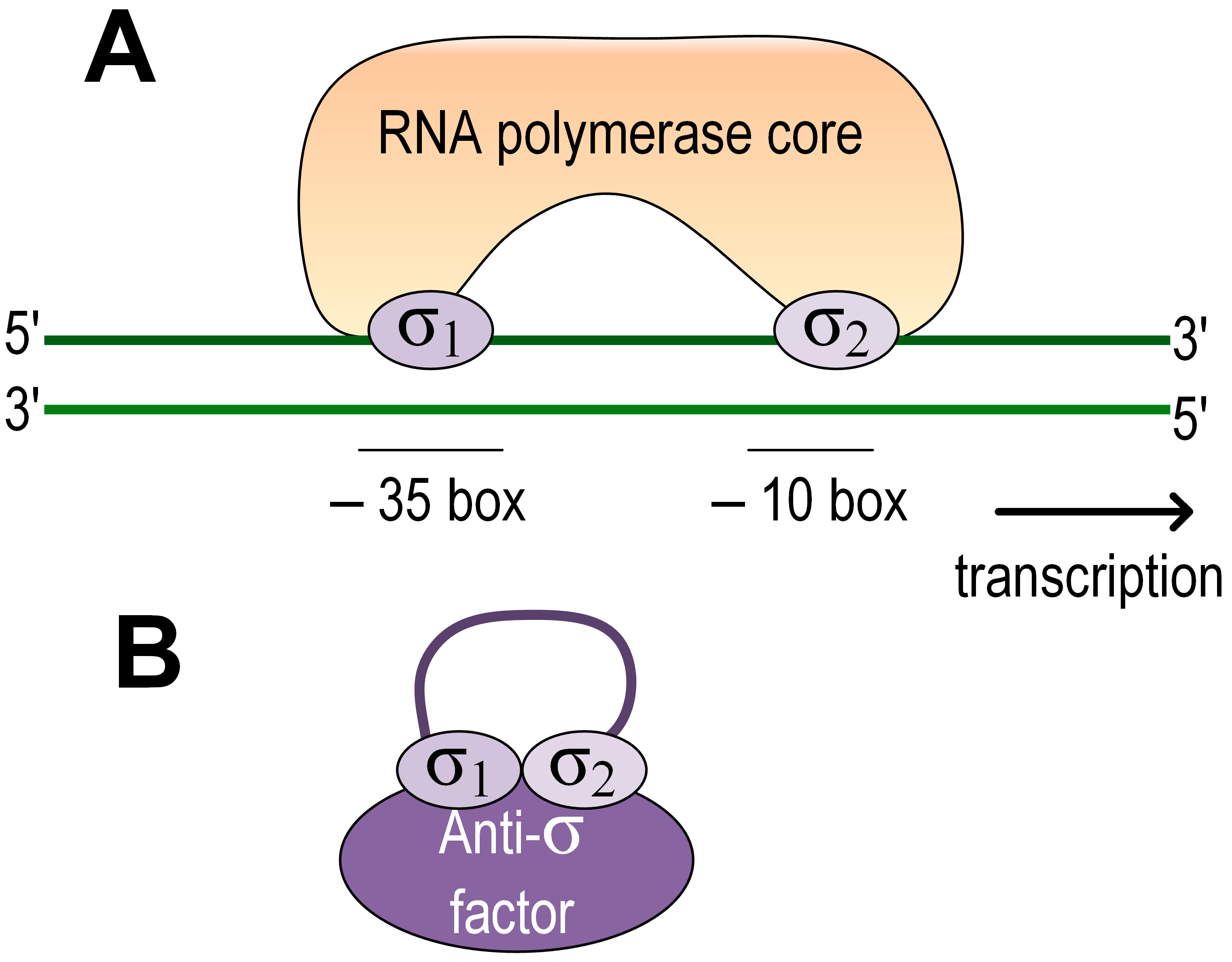 IJMS | Free Full-Text | Molecular Mechanisms Determining the Role