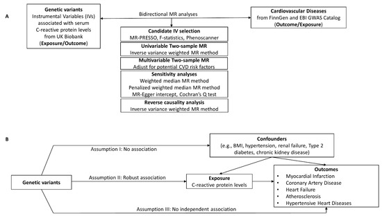 Causal association between basal metabolic rate and risk of cardiovascular  diseases: a univariable and multivariable Mendelian randomization study