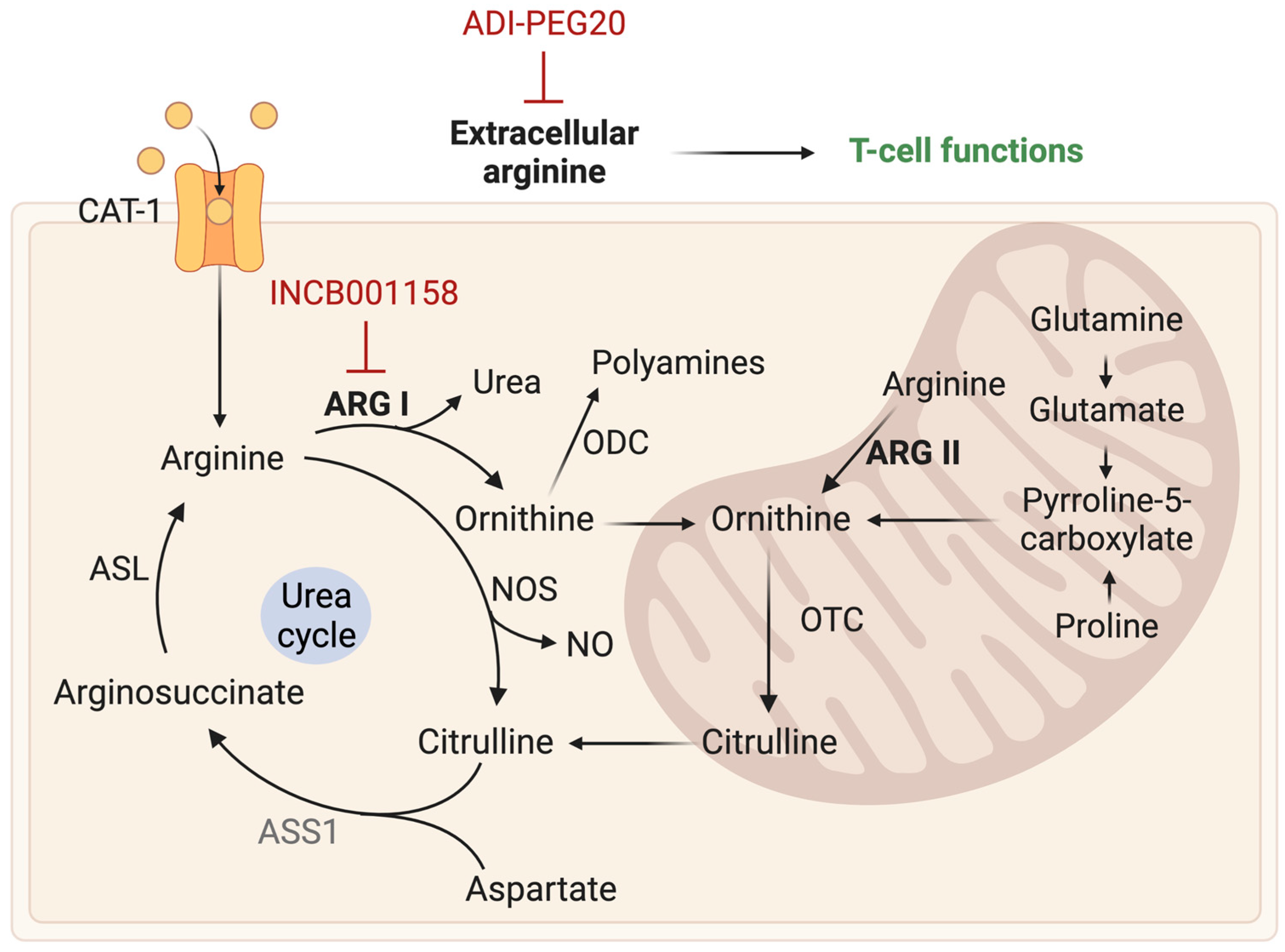 Ijms 24 09137 g004 Ijms 24 09137 g004