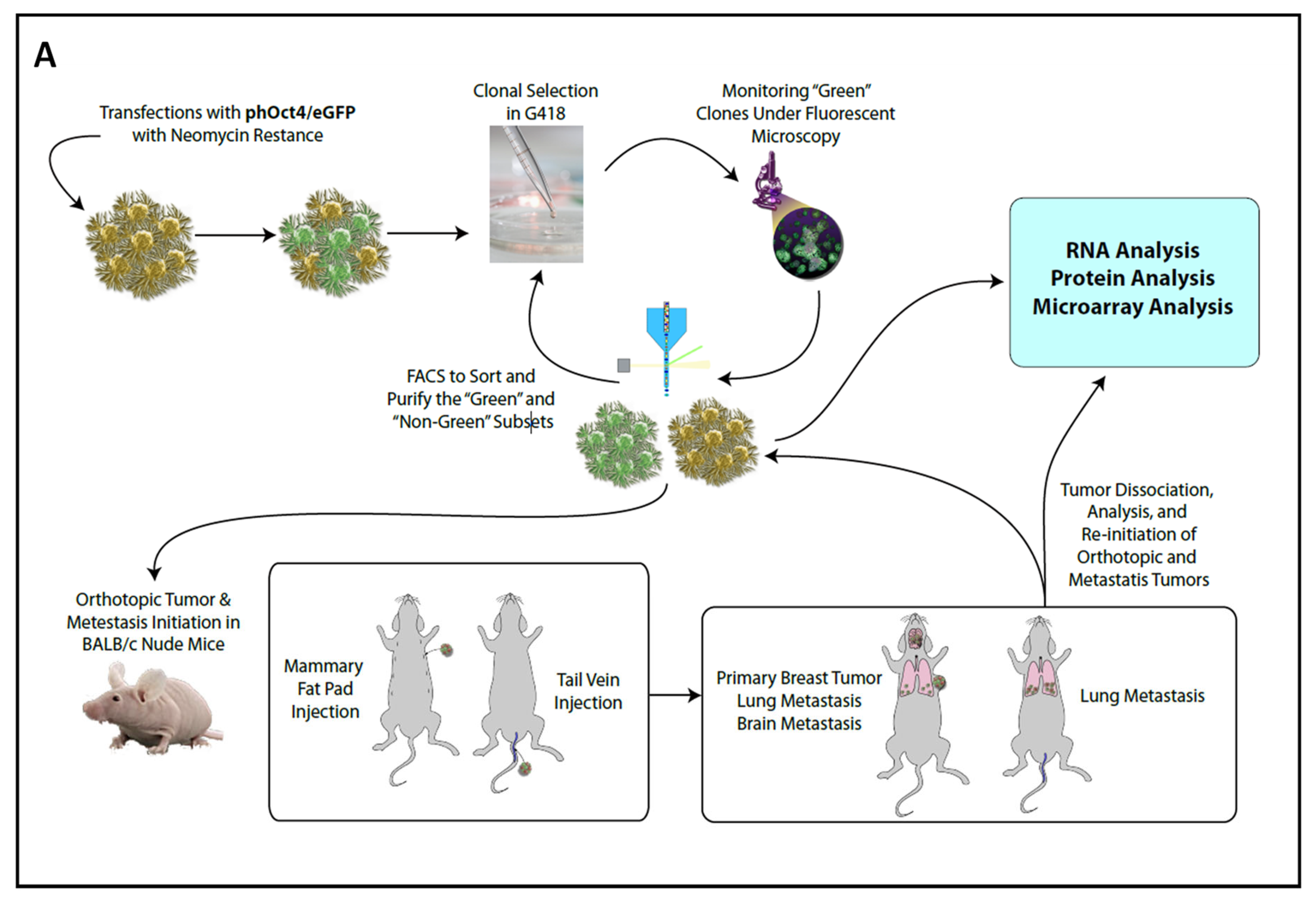 Ijms 24 09142 g002a Ijms 24 09142 g002a