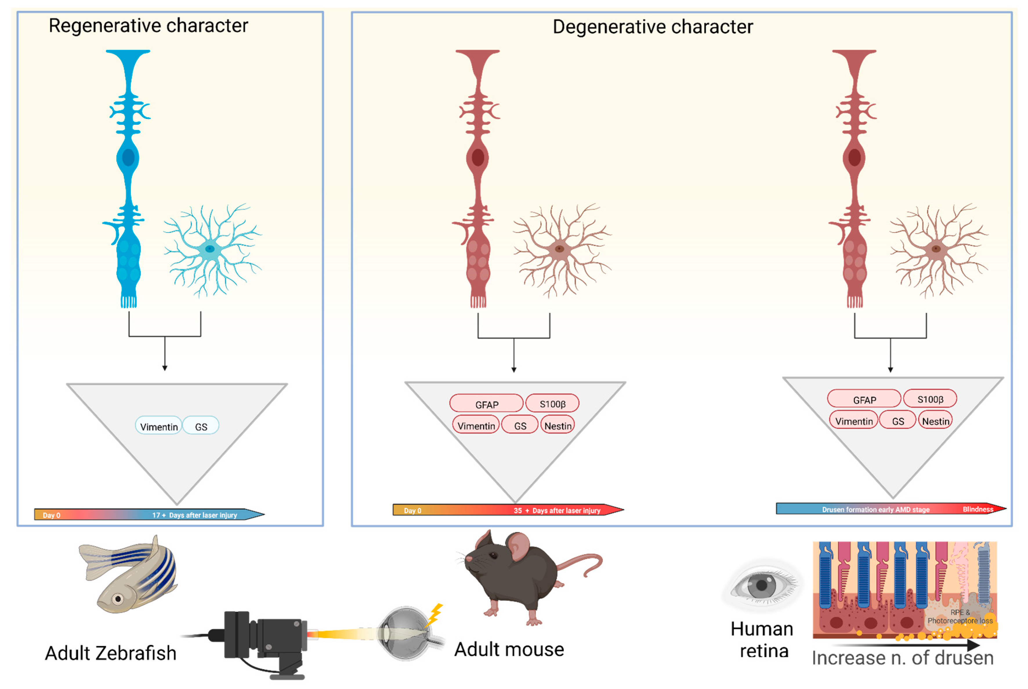 Cellular responses following retinal injuries and therapeutic approaches  for neurodegenerative diseases - ScienceDirect