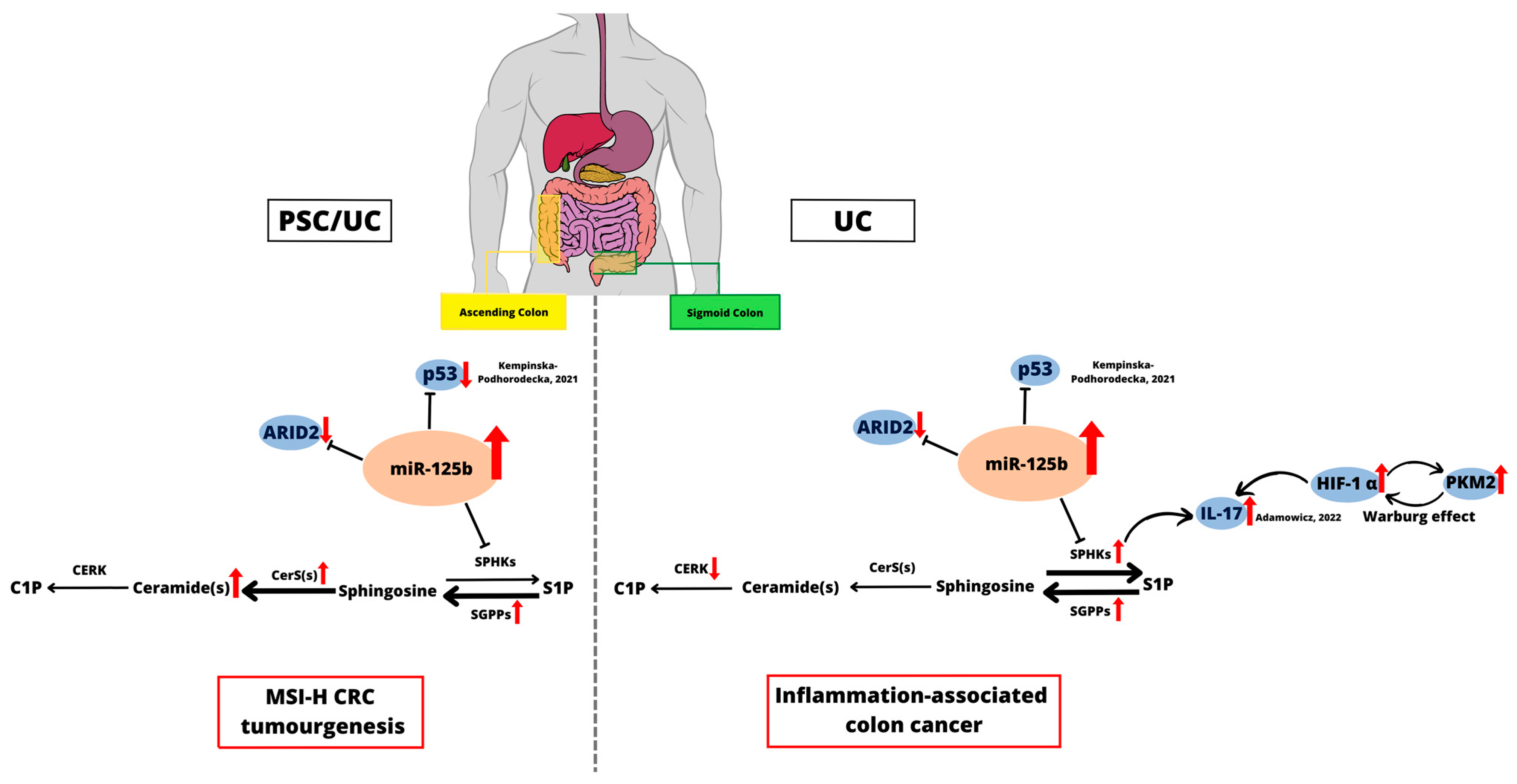 Ijms 24 09175 g006 Ijms 24 09175 g006