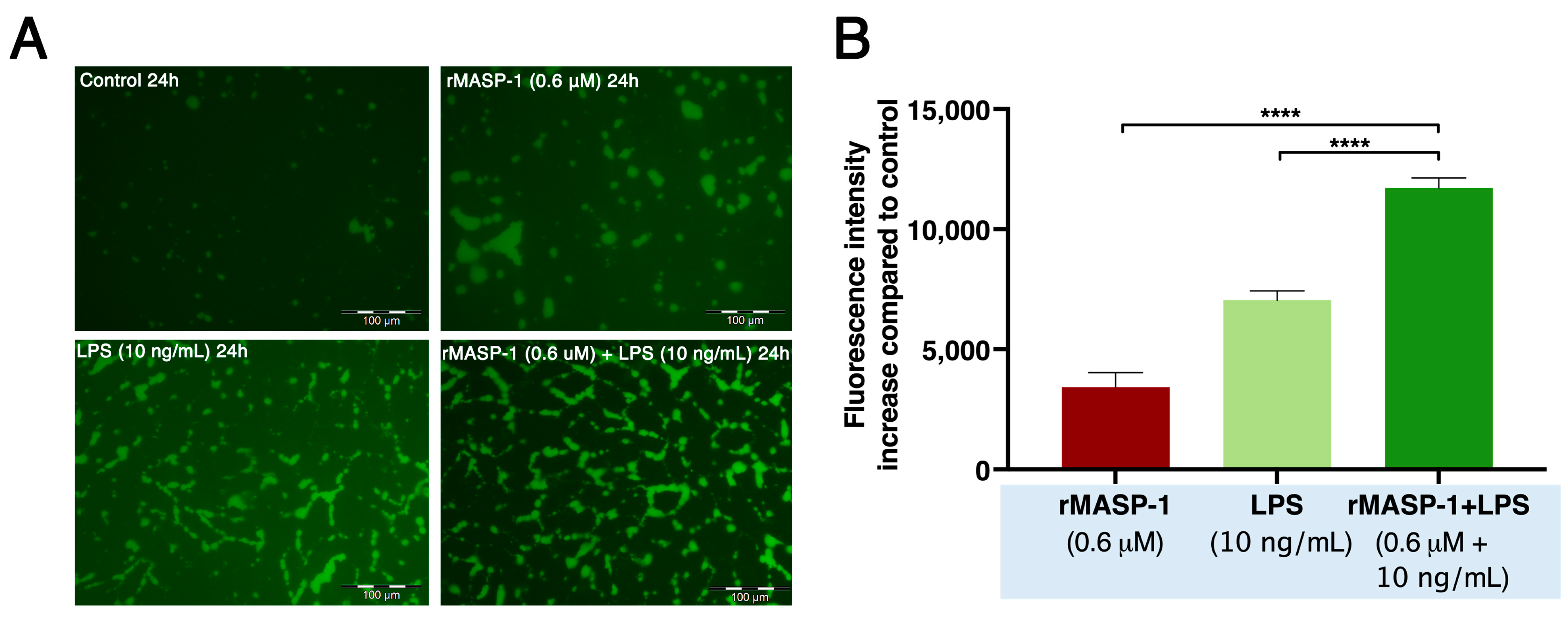 Ijms 24 09181 g005 Ijms 24 09181 g005