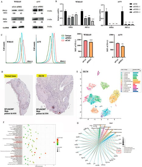 IJMS | Free Full-Text | A Novel Oncogenic Role of FDX1 in Human ...