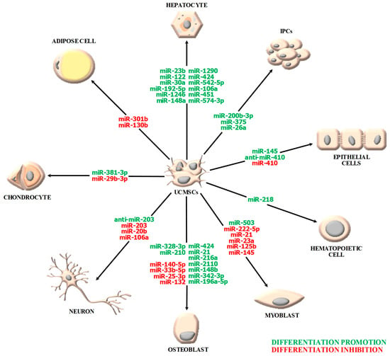 IJMS | Free Full-Text | MiRNA-Guided Regulation Of Mesenchymal.