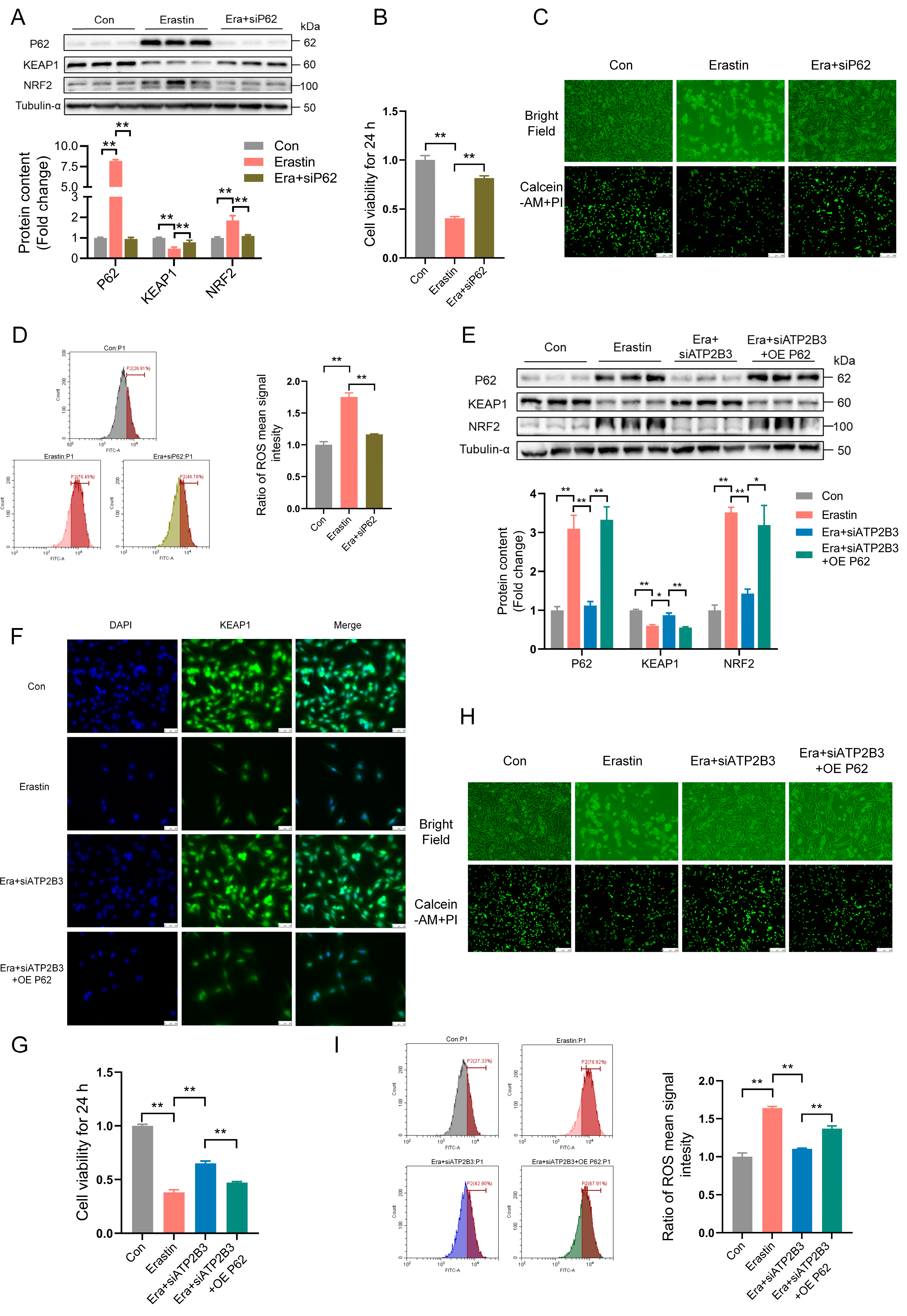 Ijms 24 09199 g004 Ijms 24 09199 g004