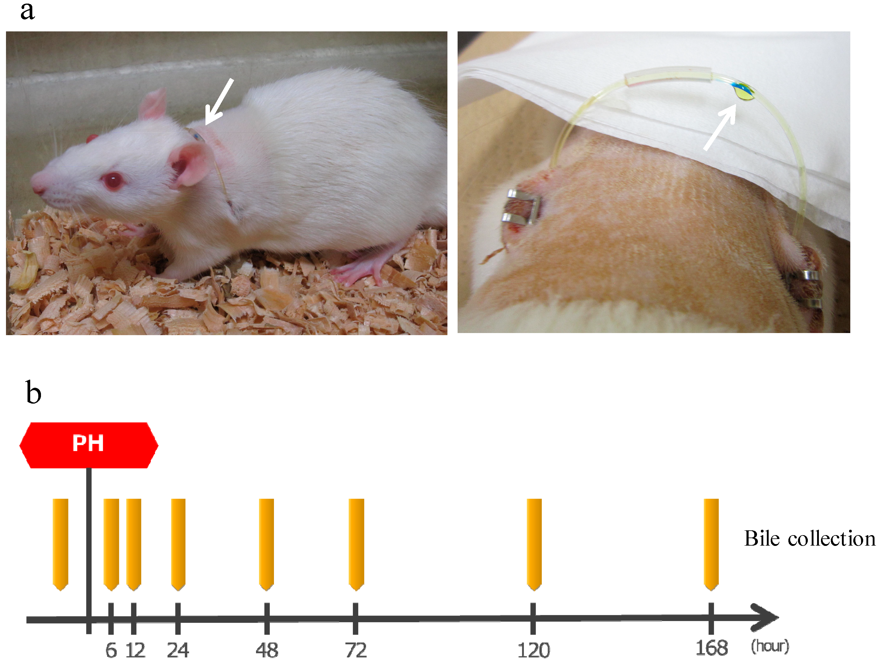 Ijms 24 09230 g007 Ijms 24 09230 g007