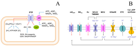 IJMS | Free Full-Text | Regulation of Mitochondrial Permeability