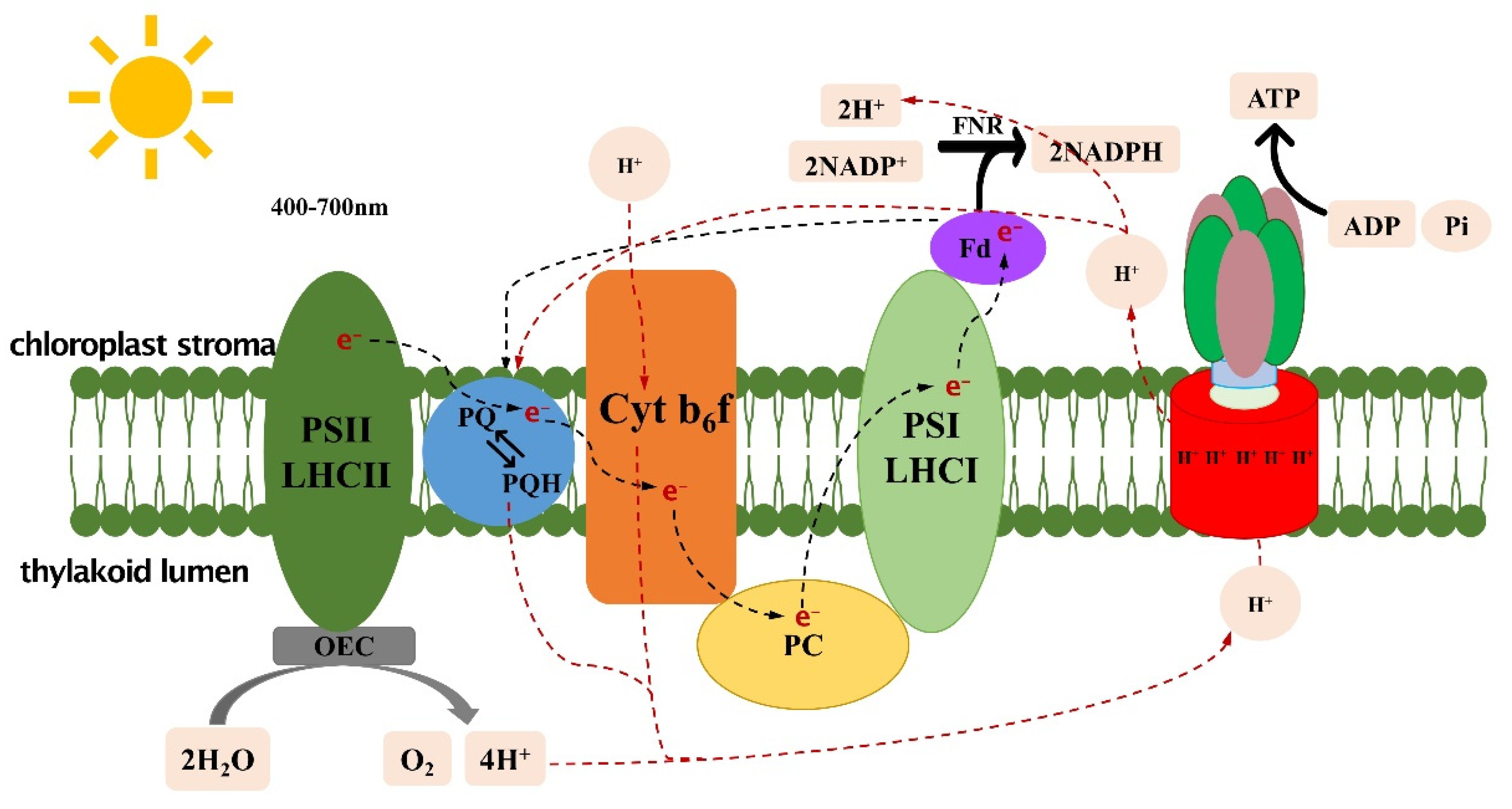 Ijms 24 09286 g002 Ijms 24 09286 g002