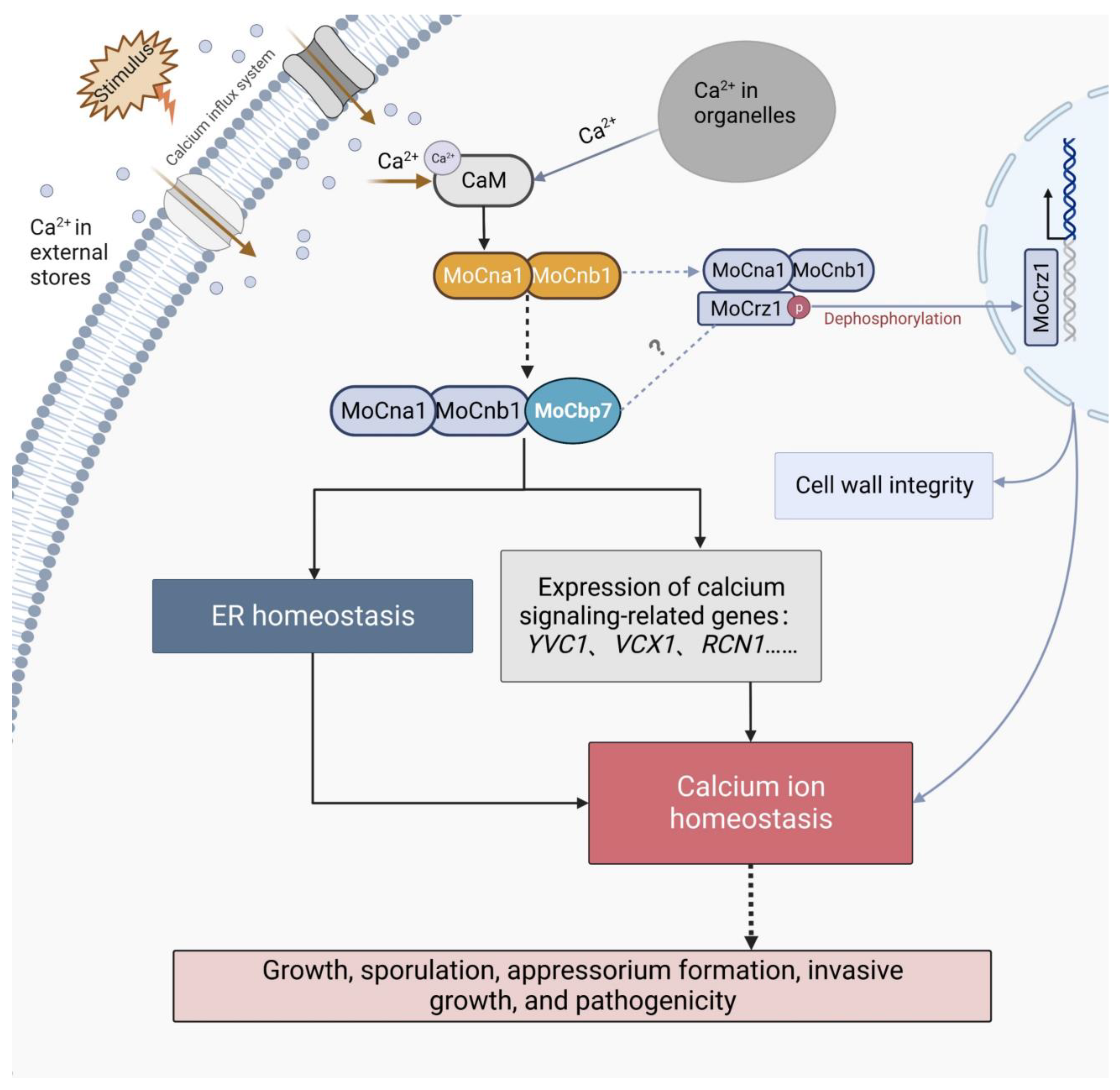 Ijms 24 09297 g007 Ijms 24 09297 g007