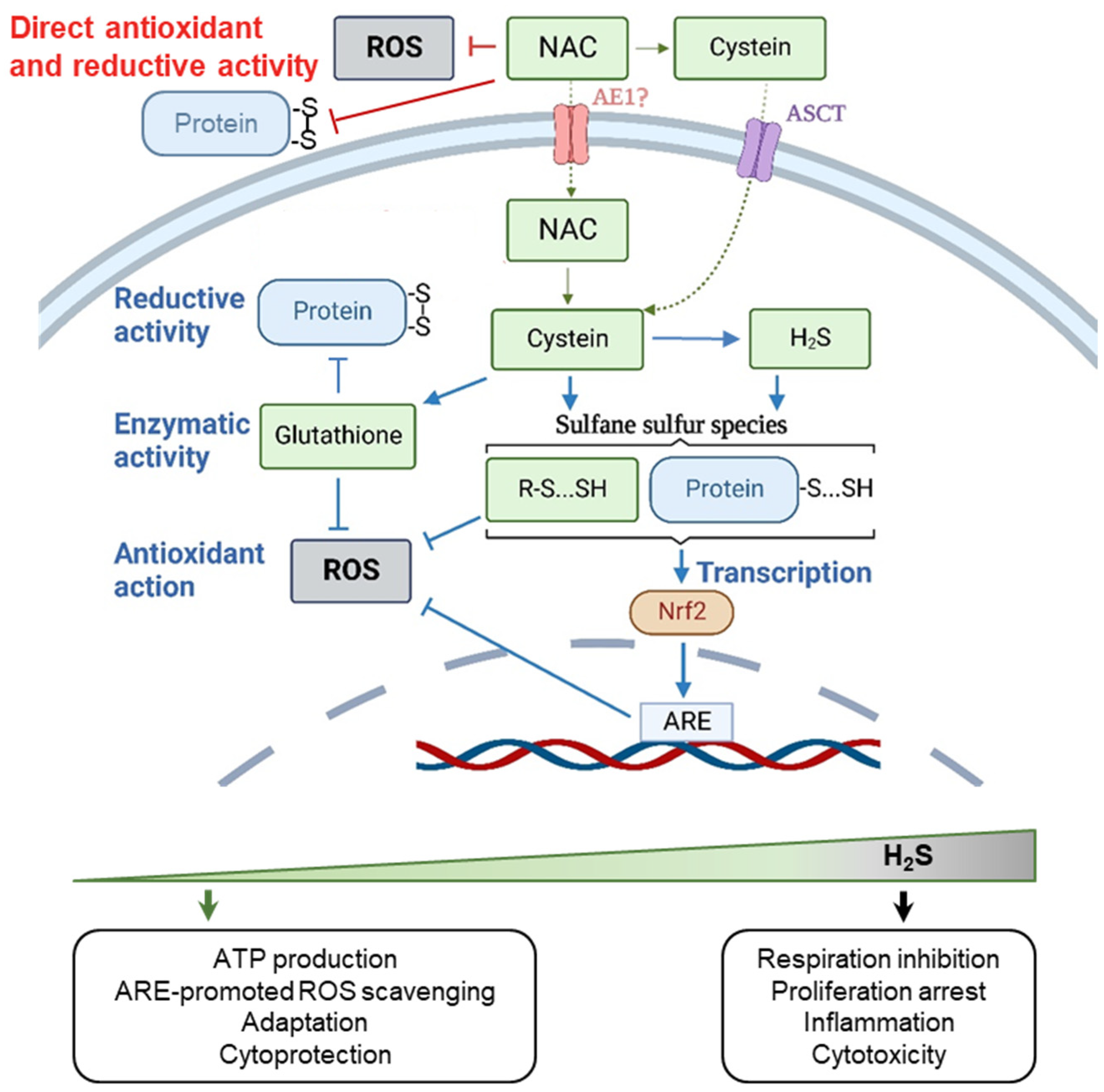 Ijms 24 09303 g002 Ijms 24 09303 g002