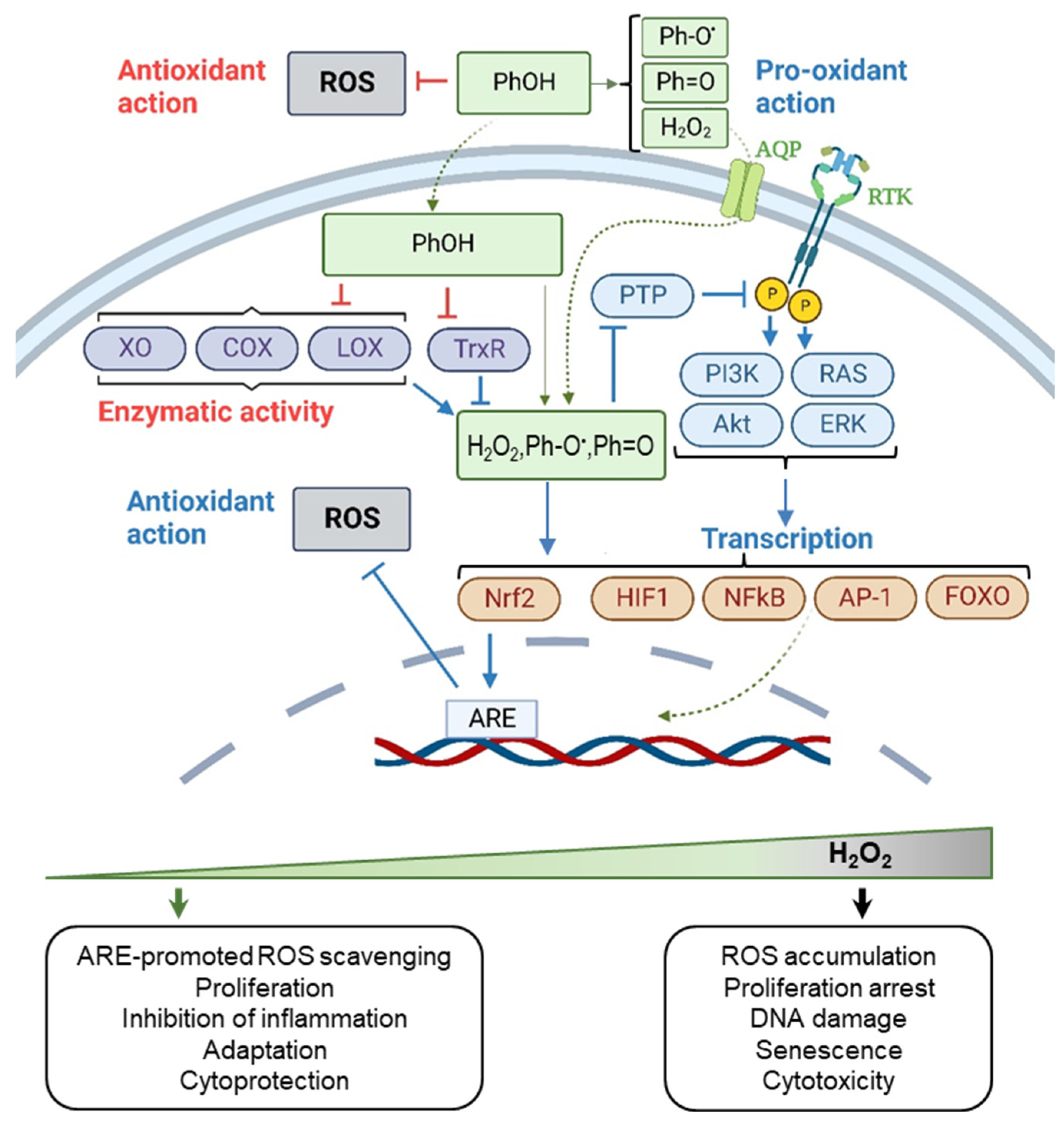Ijms 24 09303 g004 Ijms 24 09303 g004