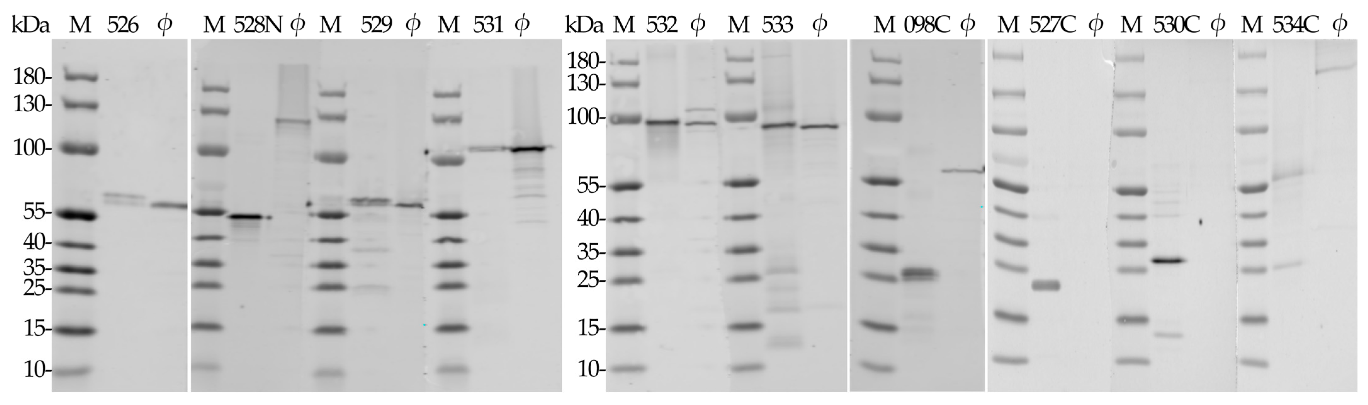 Ijms 24 09320 g006 Ijms 24 09320 g006