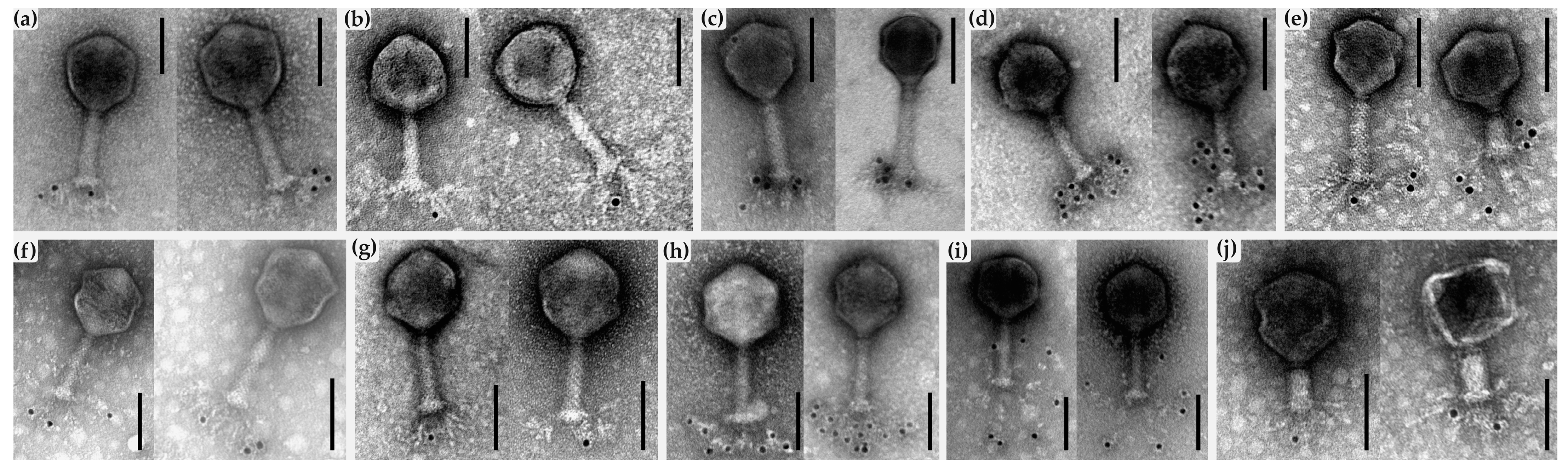 Ijms 24 09320 g009 Ijms 24 09320 g009