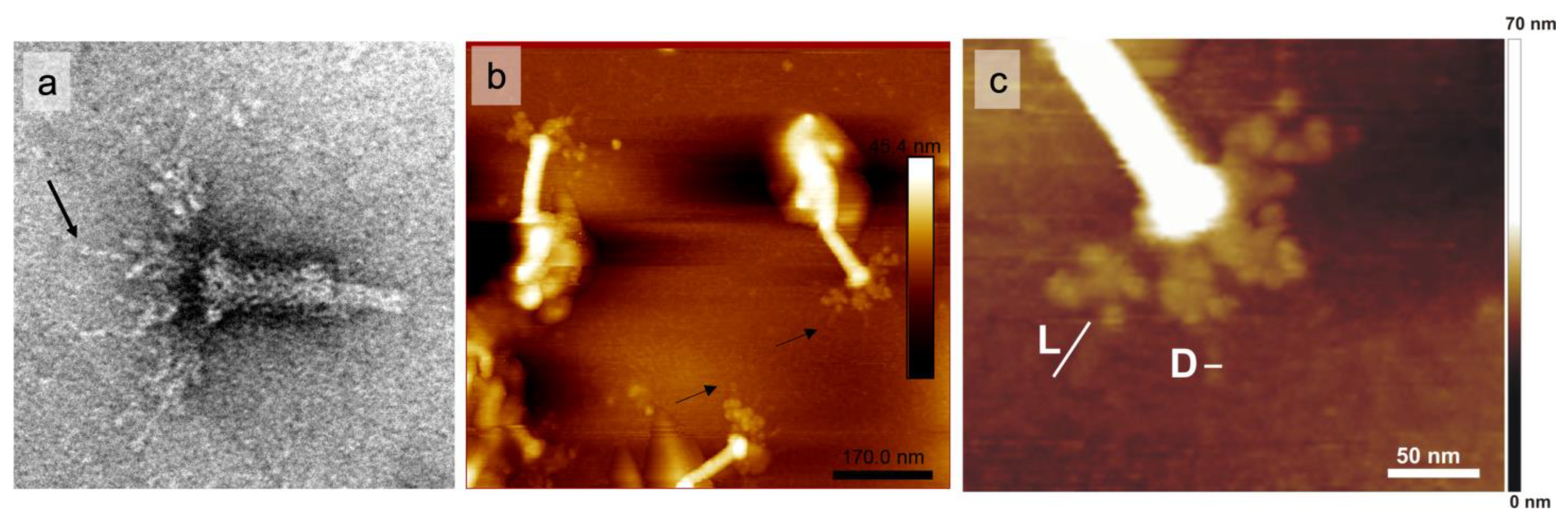 Ijms 24 09320 g010 Ijms 24 09320 g010