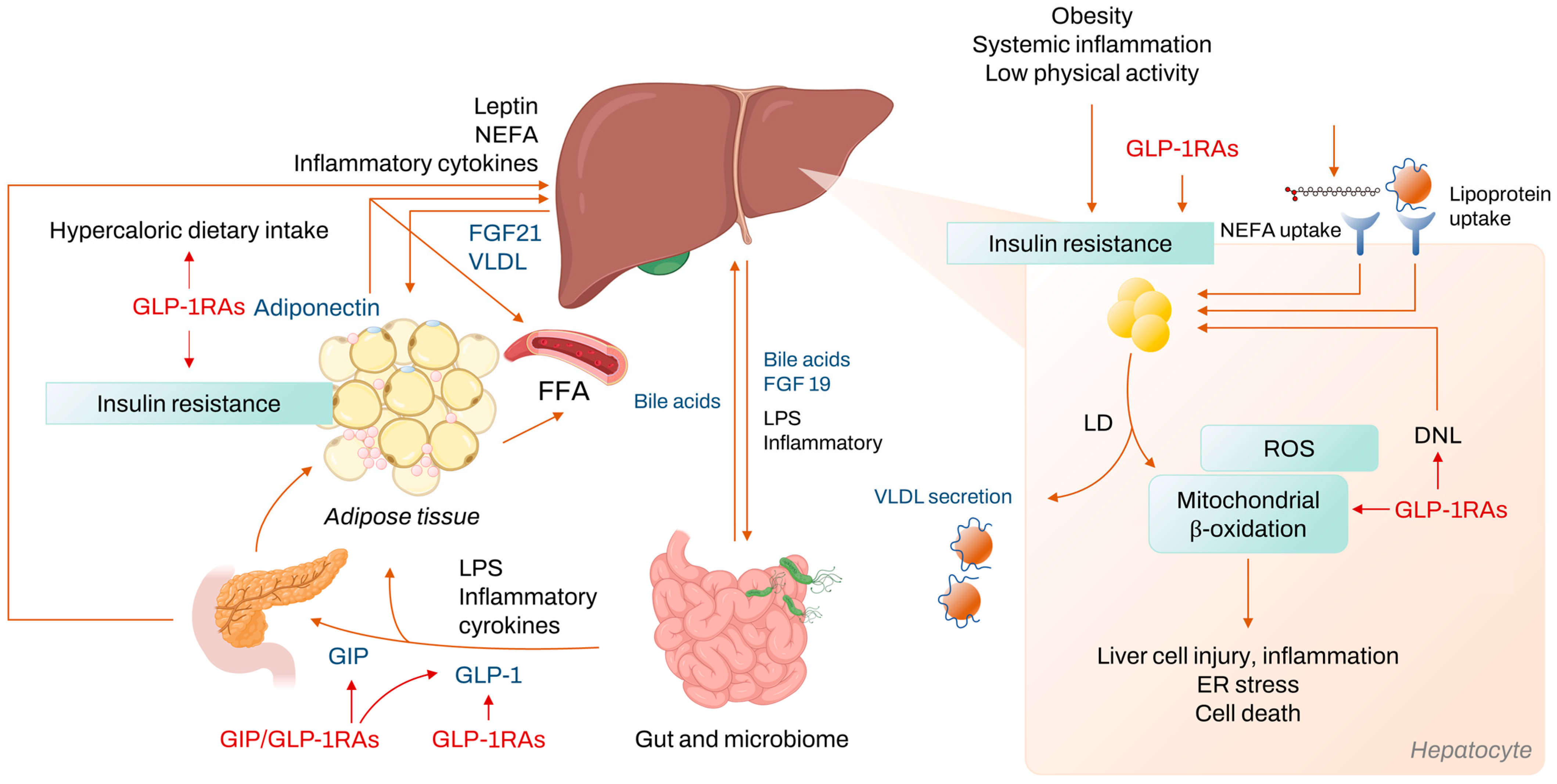 The Weight-loss Effect of GLP-1RAs Glucagon-Like Peptide-1 Receptor  Agonists in Non-diabetic Individuals with Overweight or Obesity: A  Systematic Review with Meta-Analysis and Trial Sequential Analysis of  Randomized Controlled Trials - The American