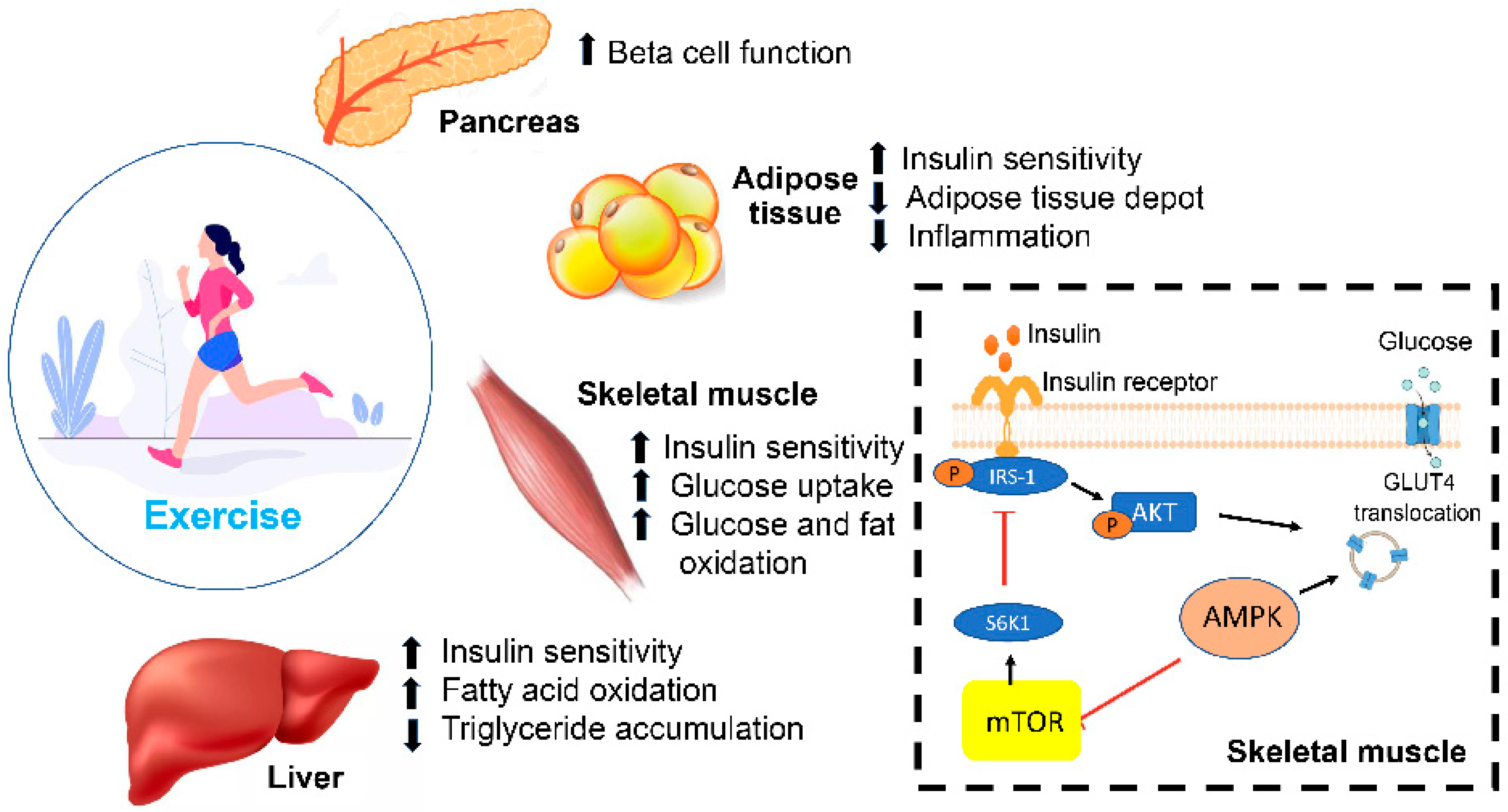 IJMS | Free Full-Text | An Update On The Molecular And Cellular Basis ...