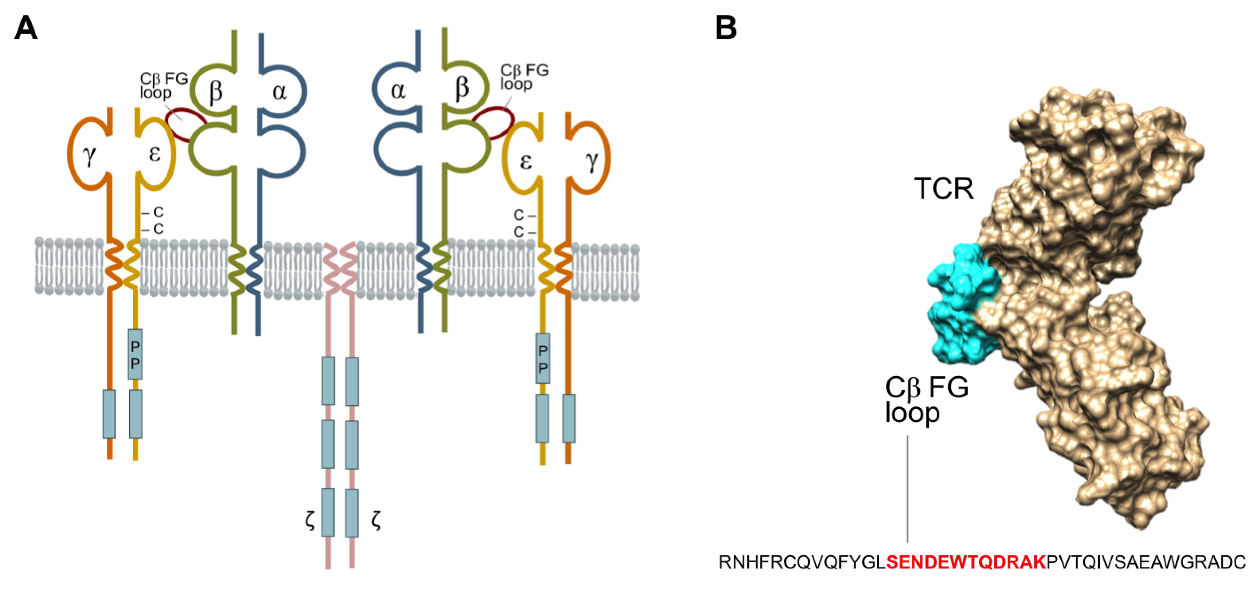 T Cell Receptor Complex