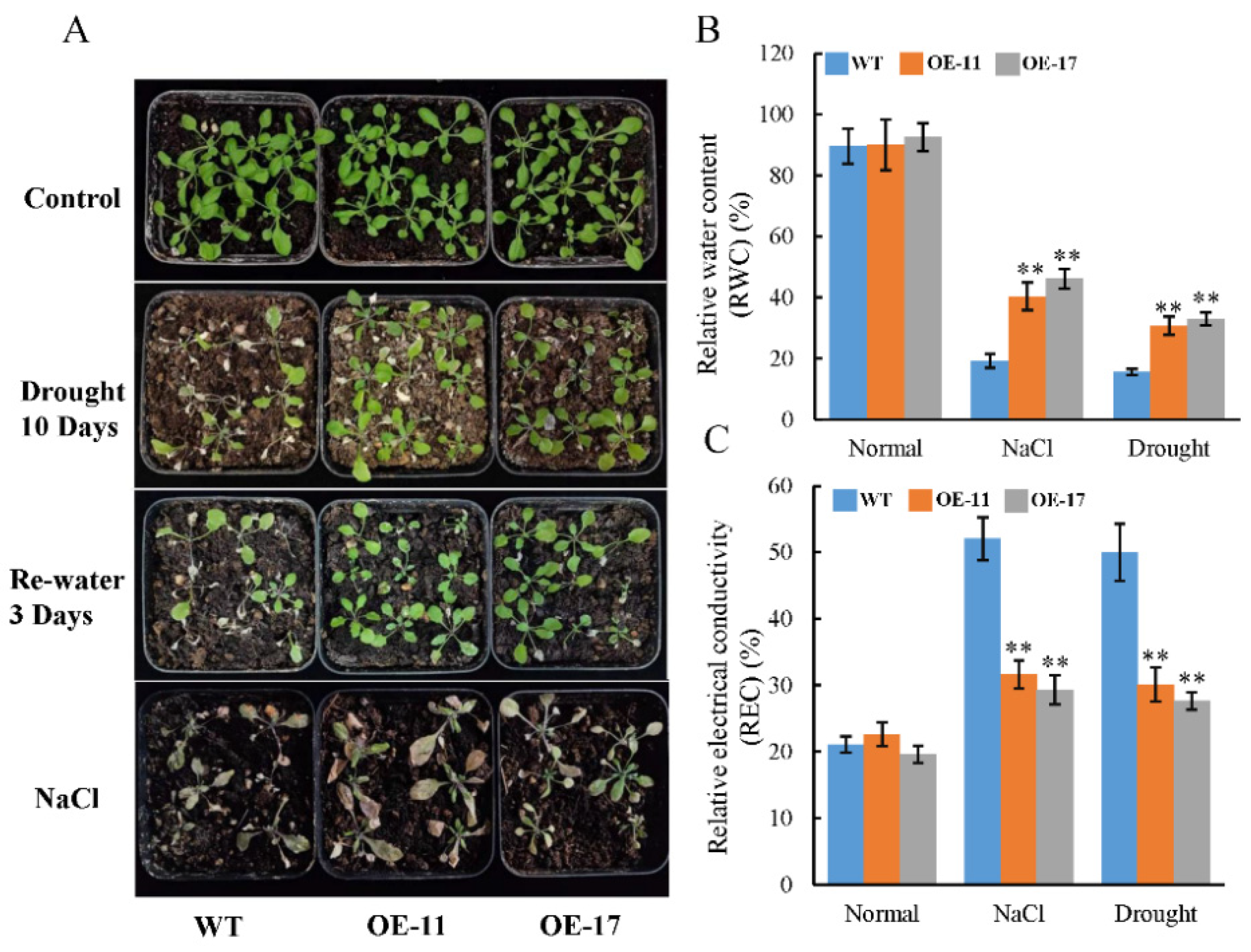 Ijms 24 09354 g004 Ijms 24 09354 g004