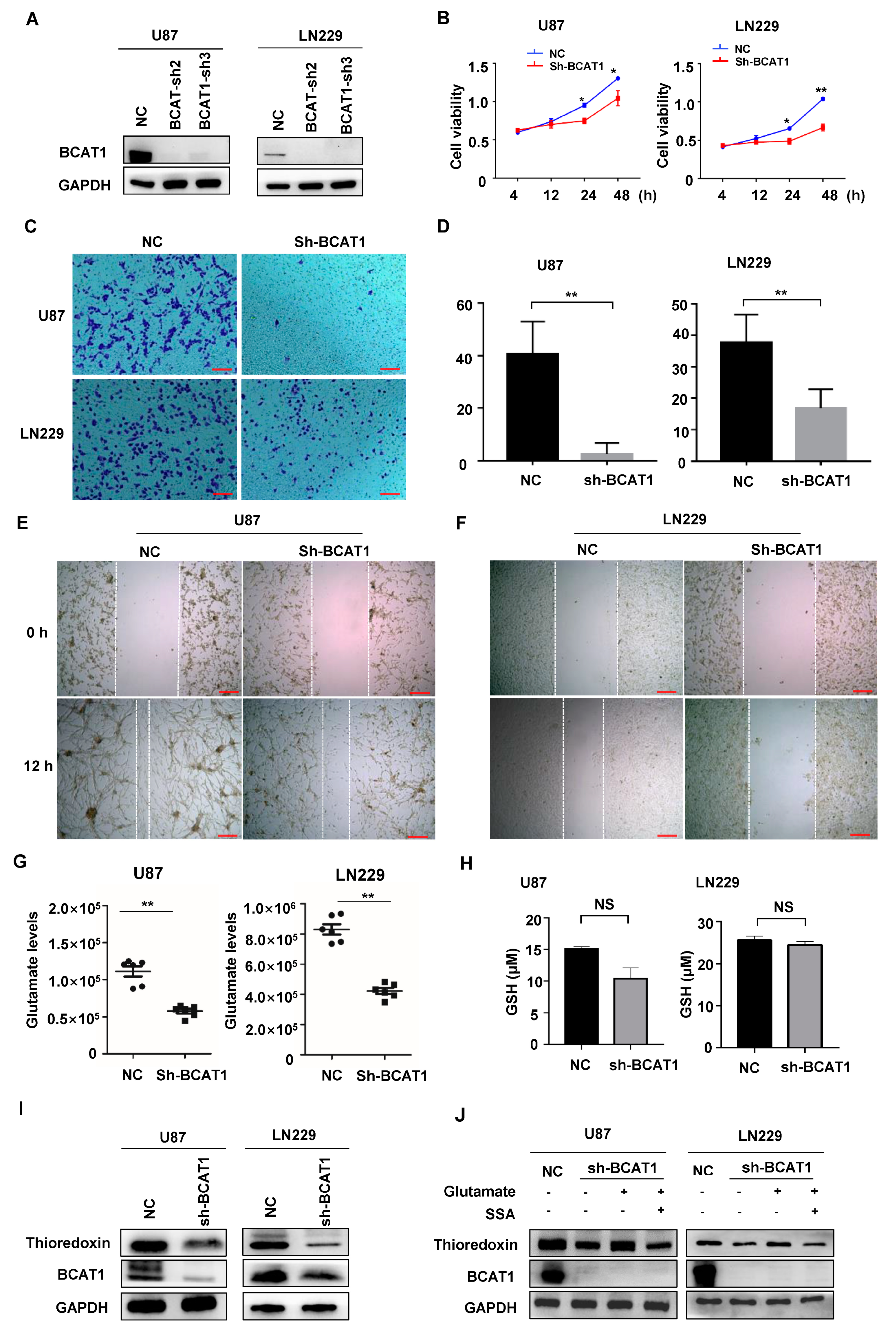 Ijms 24 09365 g003 Ijms 24 09365 g003