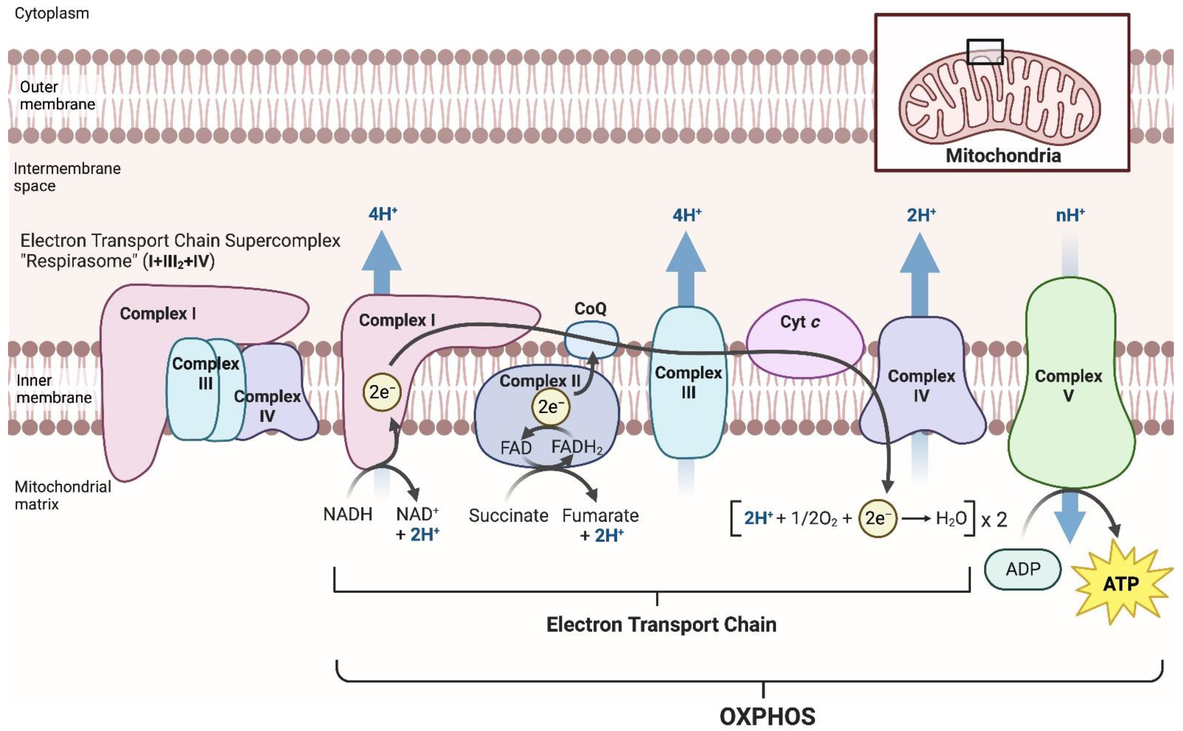 IJMS | Free Full-Text | Roles of Noncoding RNAs in Regulation of Mitochondrial  Electron Transport Chain and Oxidative Phosphorylation