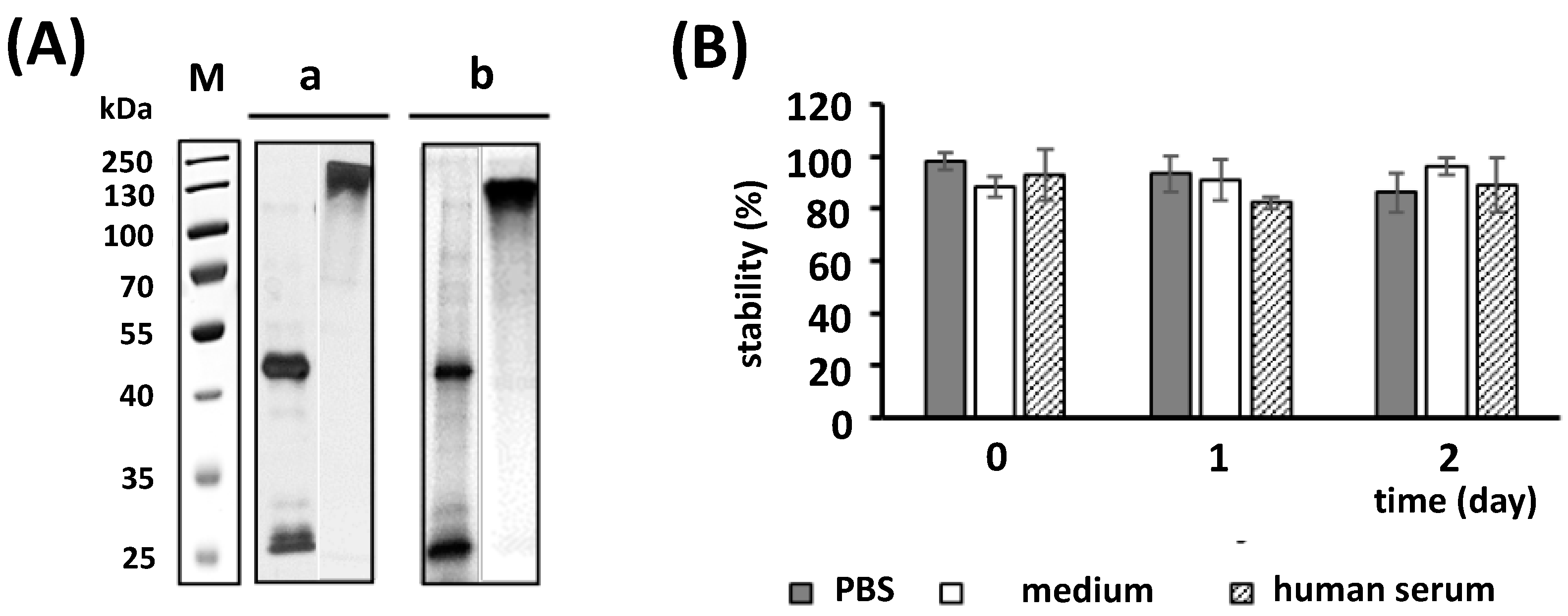 Ijms 24 09420 g005 Ijms 24 09420 g005