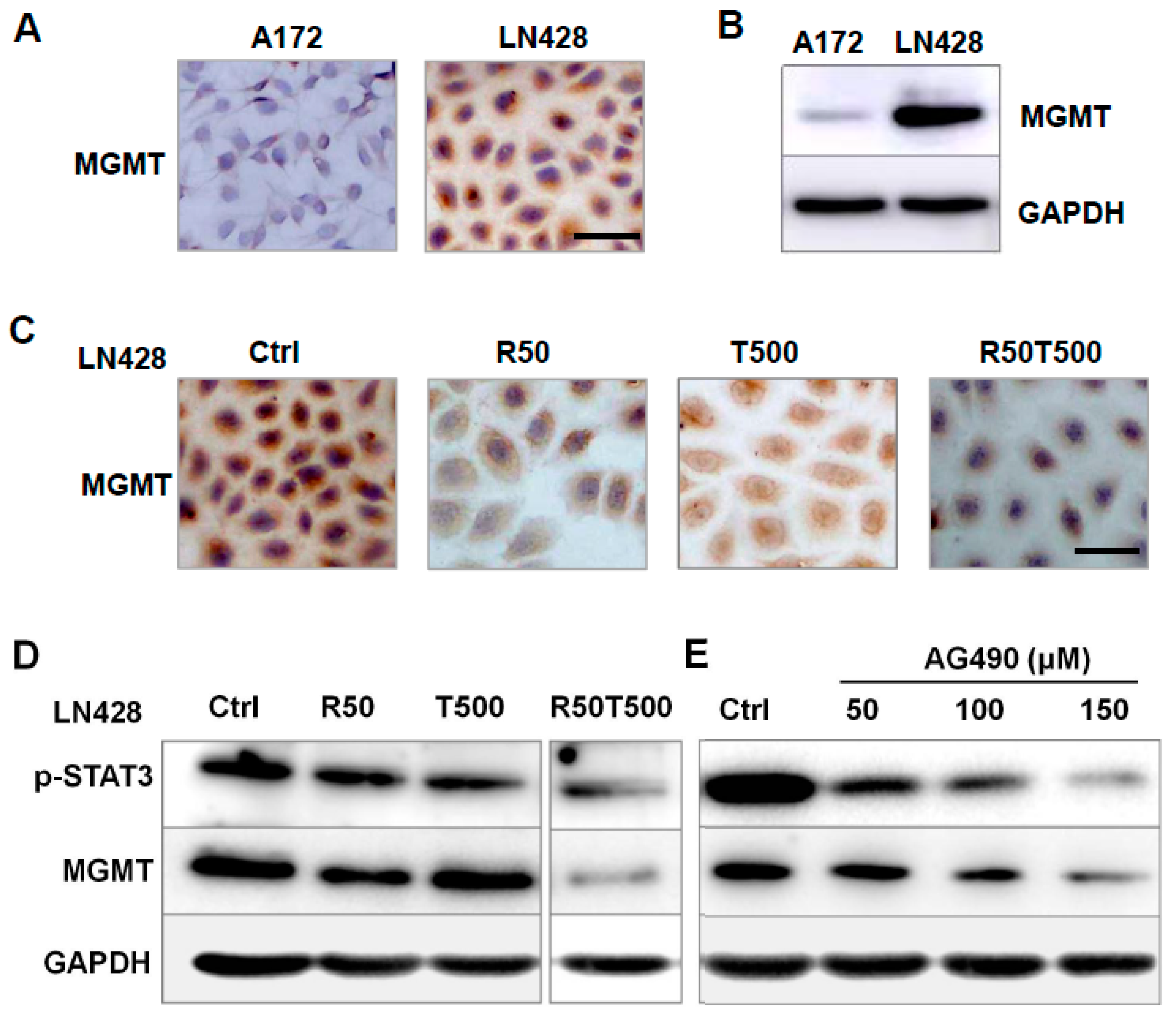 Ijms 24 09453 g005 Ijms 24 09453 g005