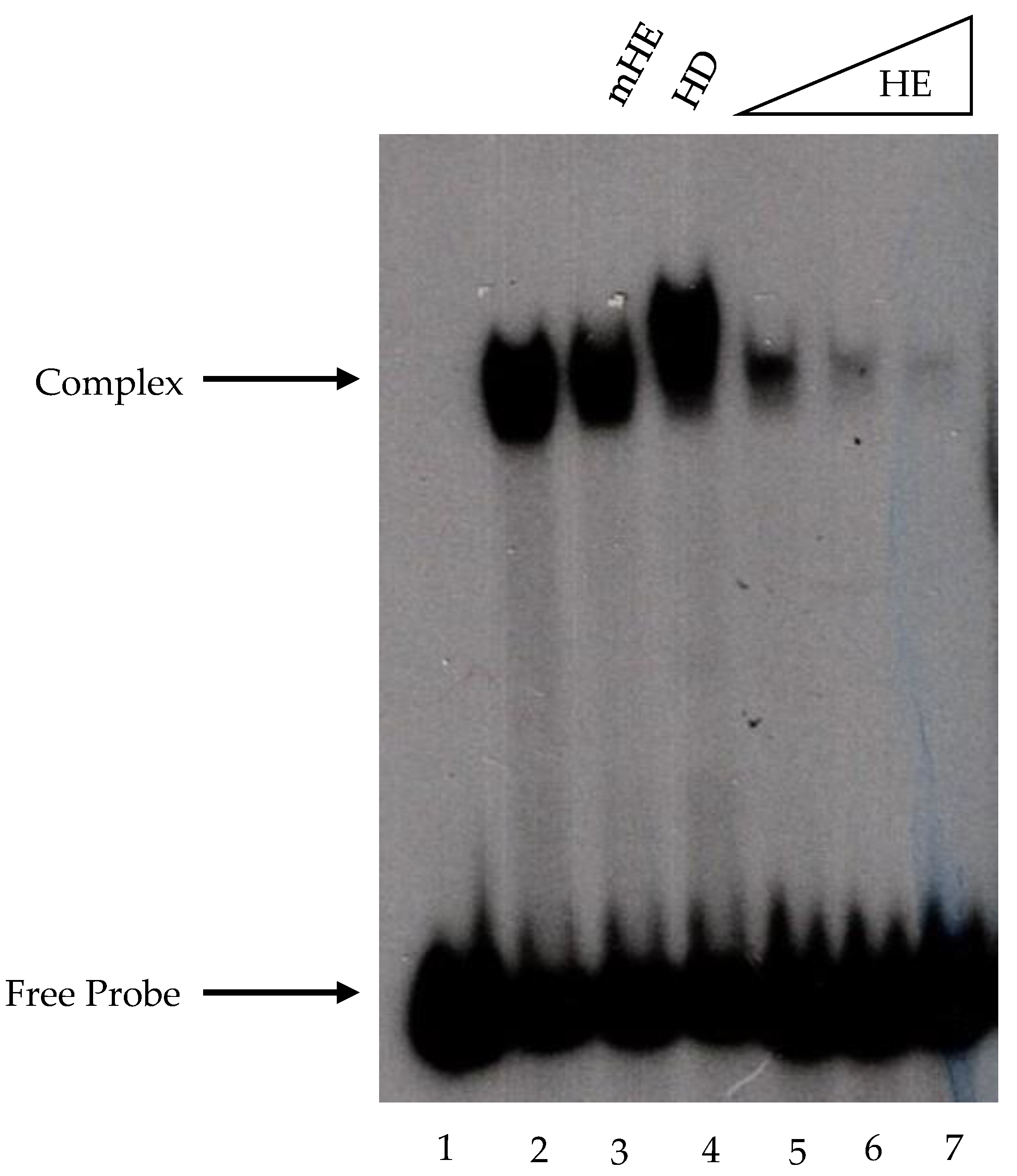 Electrophoretic mobility shift assay (EMSA) for testing the DNA binding  ability of Stl constructs.