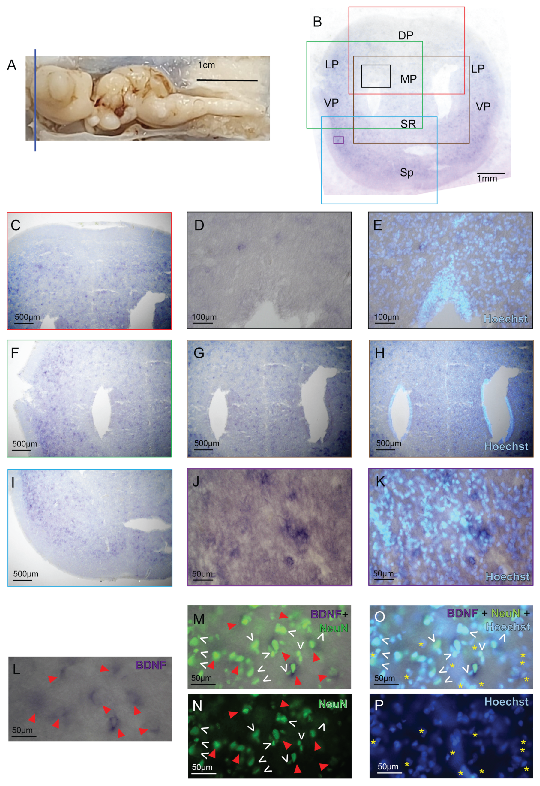 Ijms 24 09495 g003 Ijms 24 09495 g003