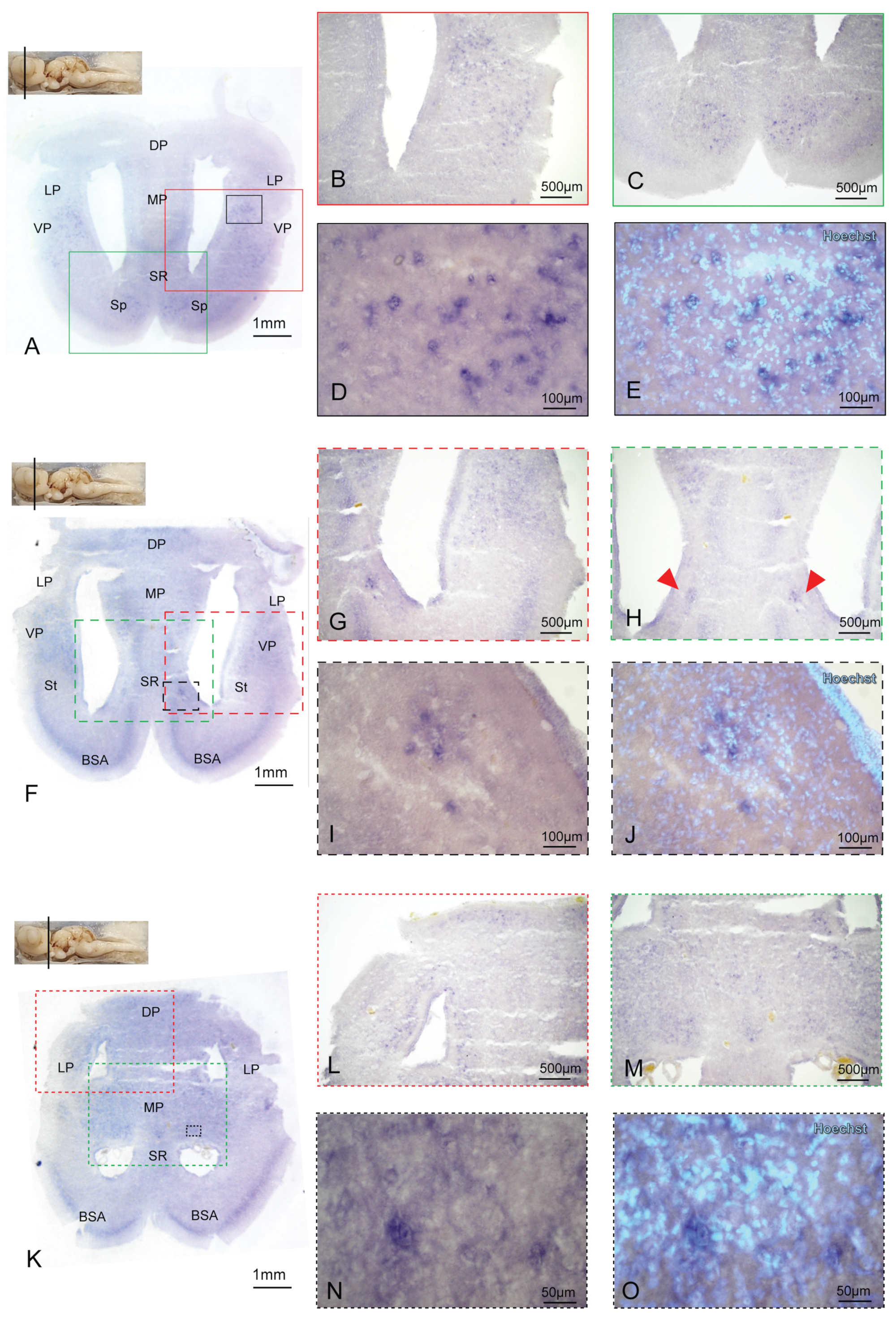 Ijms 24 09495 g004 Ijms 24 09495 g004
