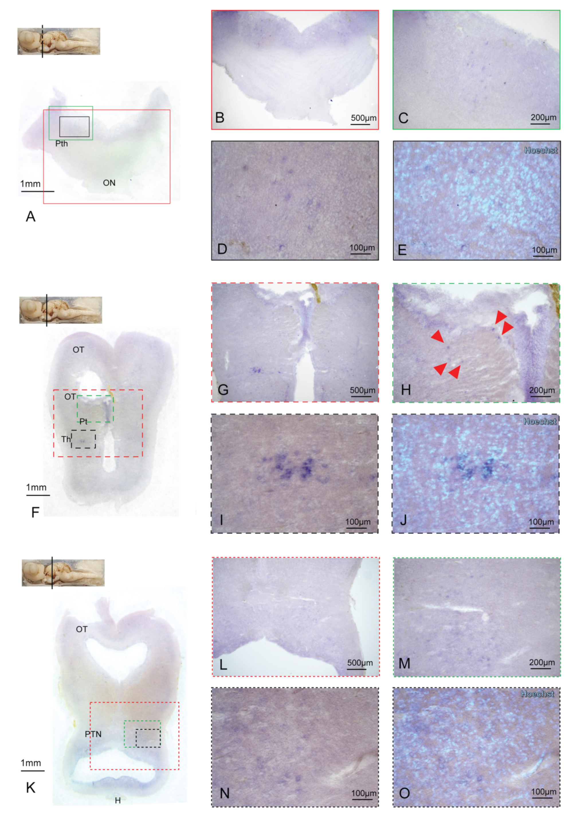 Ijms 24 09495 g006 Ijms 24 09495 g006