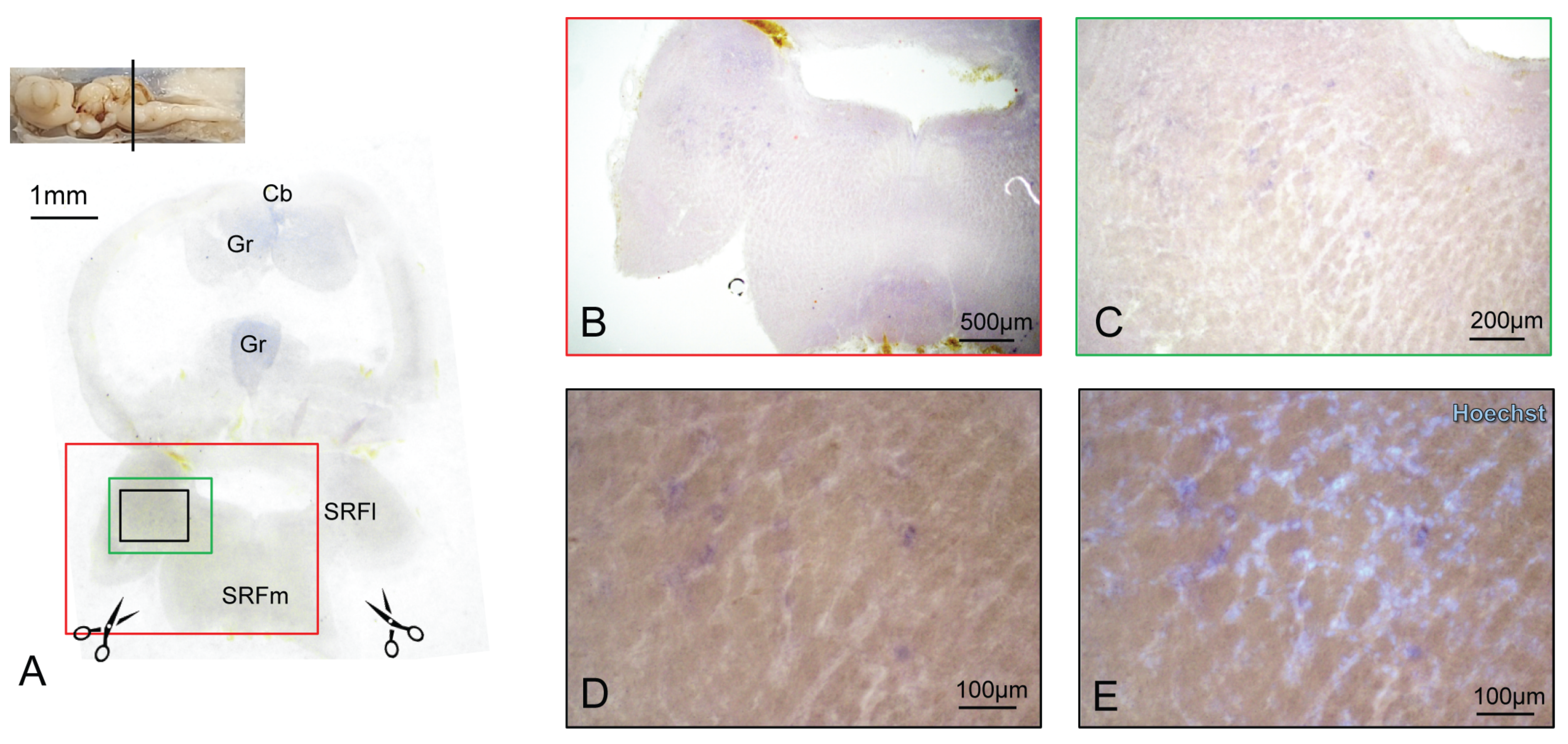 Ijms 24 09495 g007 Ijms 24 09495 g007