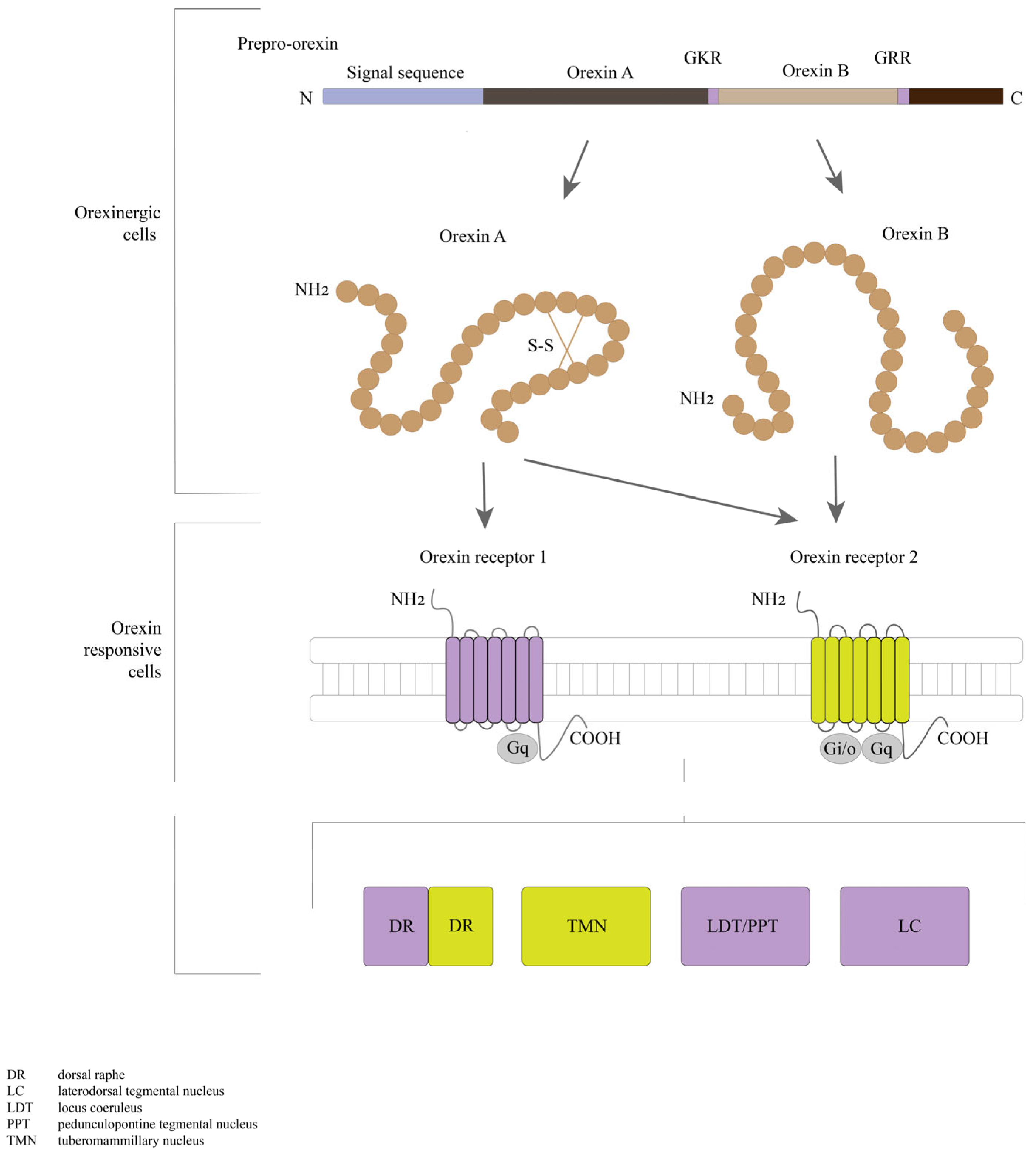 Ijms 24 09505 g003 Ijms 24 09505 g003