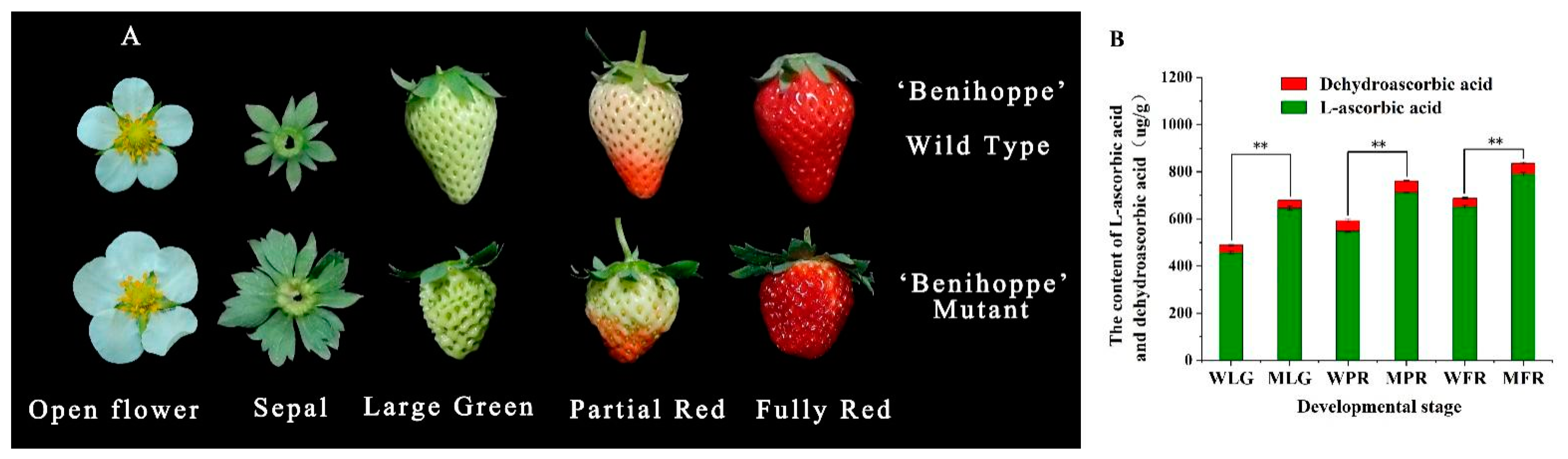 Ijms 24 09510 g004 Ijms 24 09510 g004