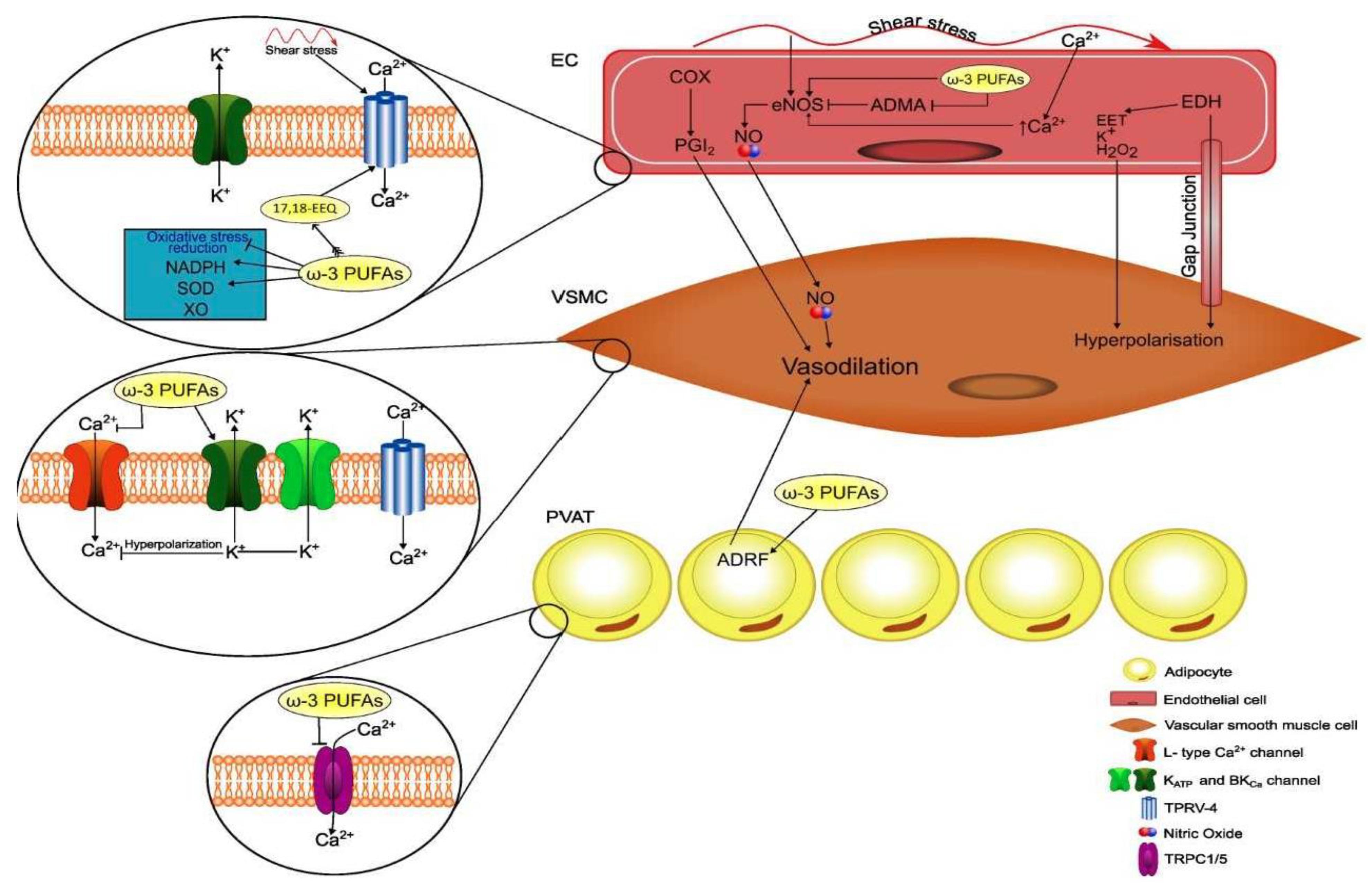 Ijms 24 09520 g002 Ijms 24 09520 g002