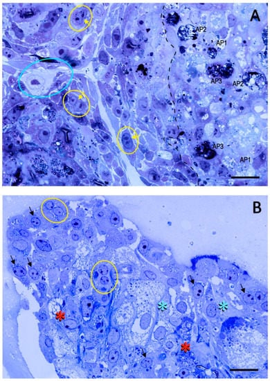 Ijms Free Full Text Production Of Mare Chorionic Girdle Organoids That Secrete Equine