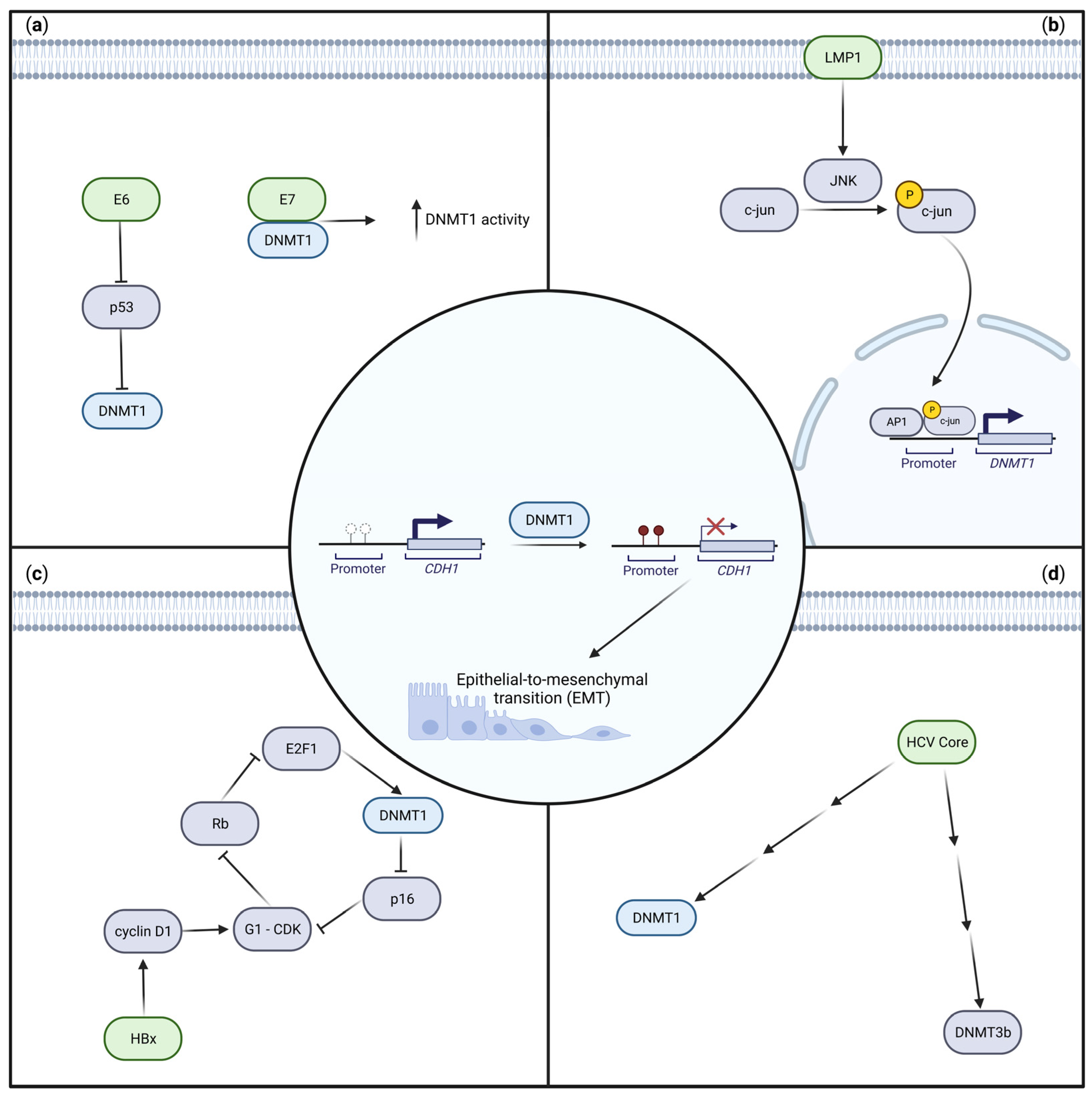 IJMS | Free Full-Text | Oncogenic Viruses And The Epigenome: How ...