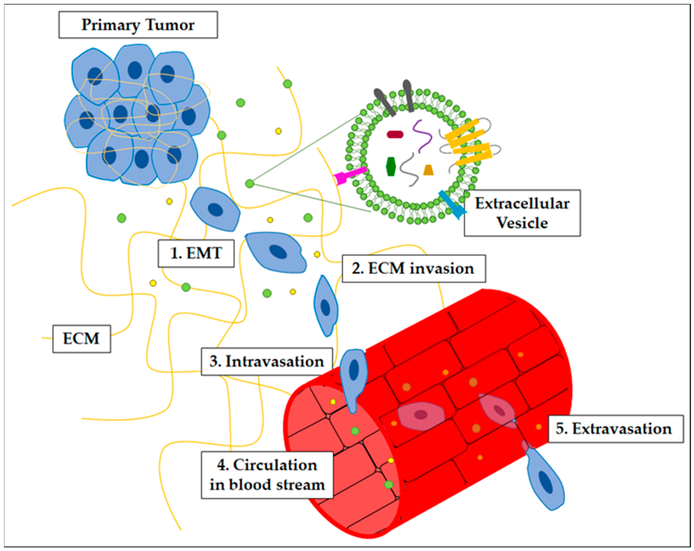 IJMS | Free Full-Text | Metastatic Dissemination: Role of Tumor-Derived  Extracellular Vesicles and Their Use as Clinical Biomarkers