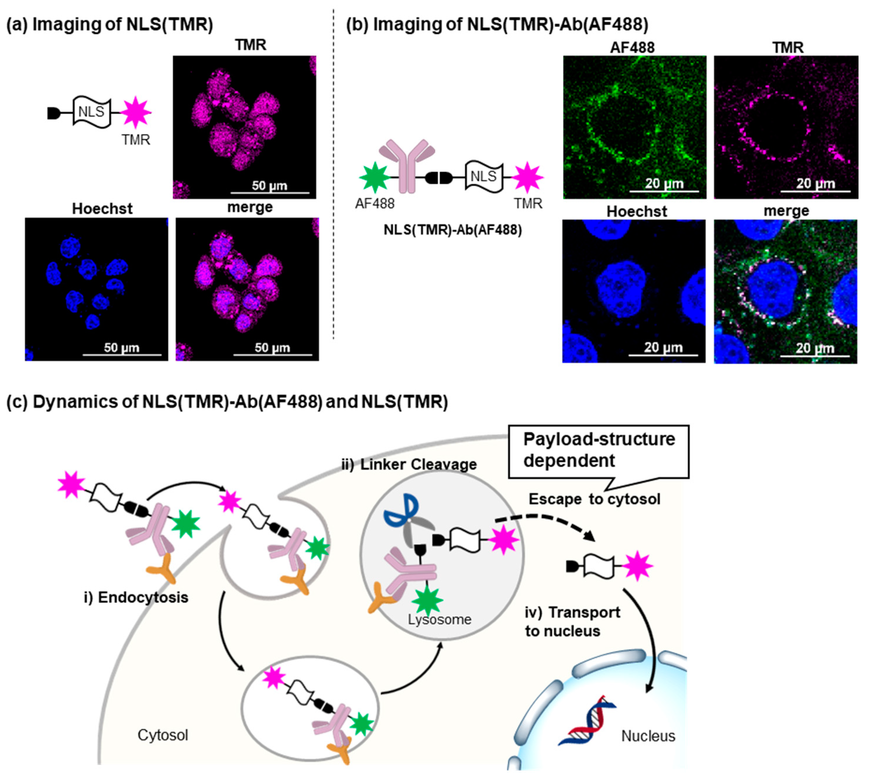 Ijms 24 09593 g003 Ijms 24 09593 g003