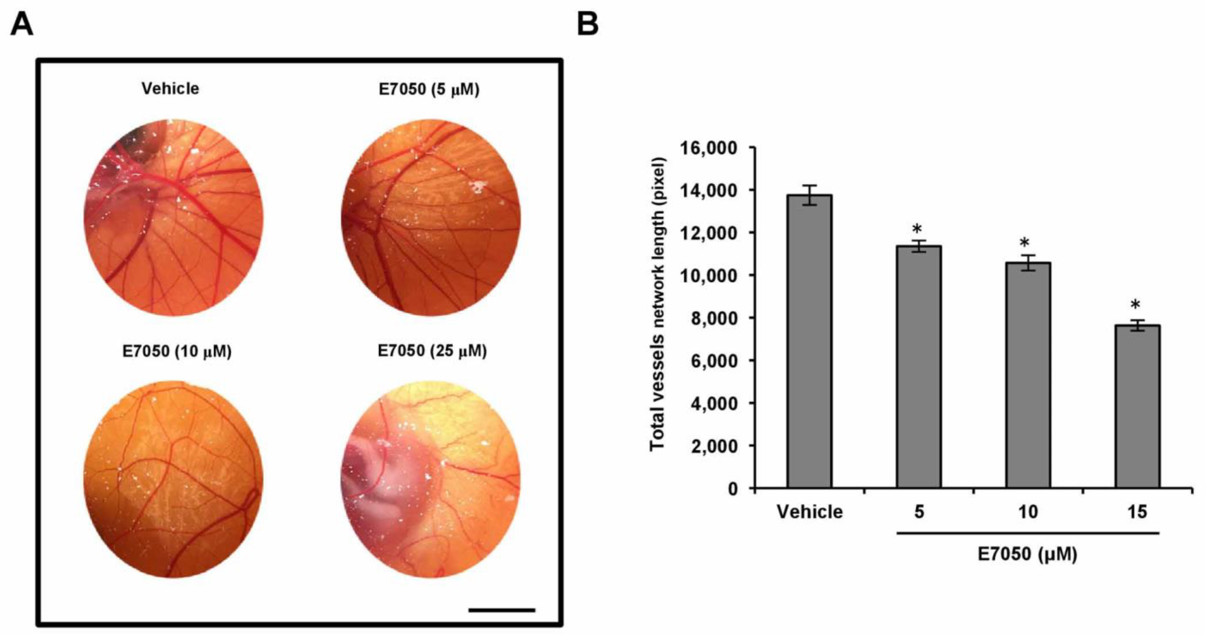 Ijms 24 09606 g002 Ijms 24 09606 g002