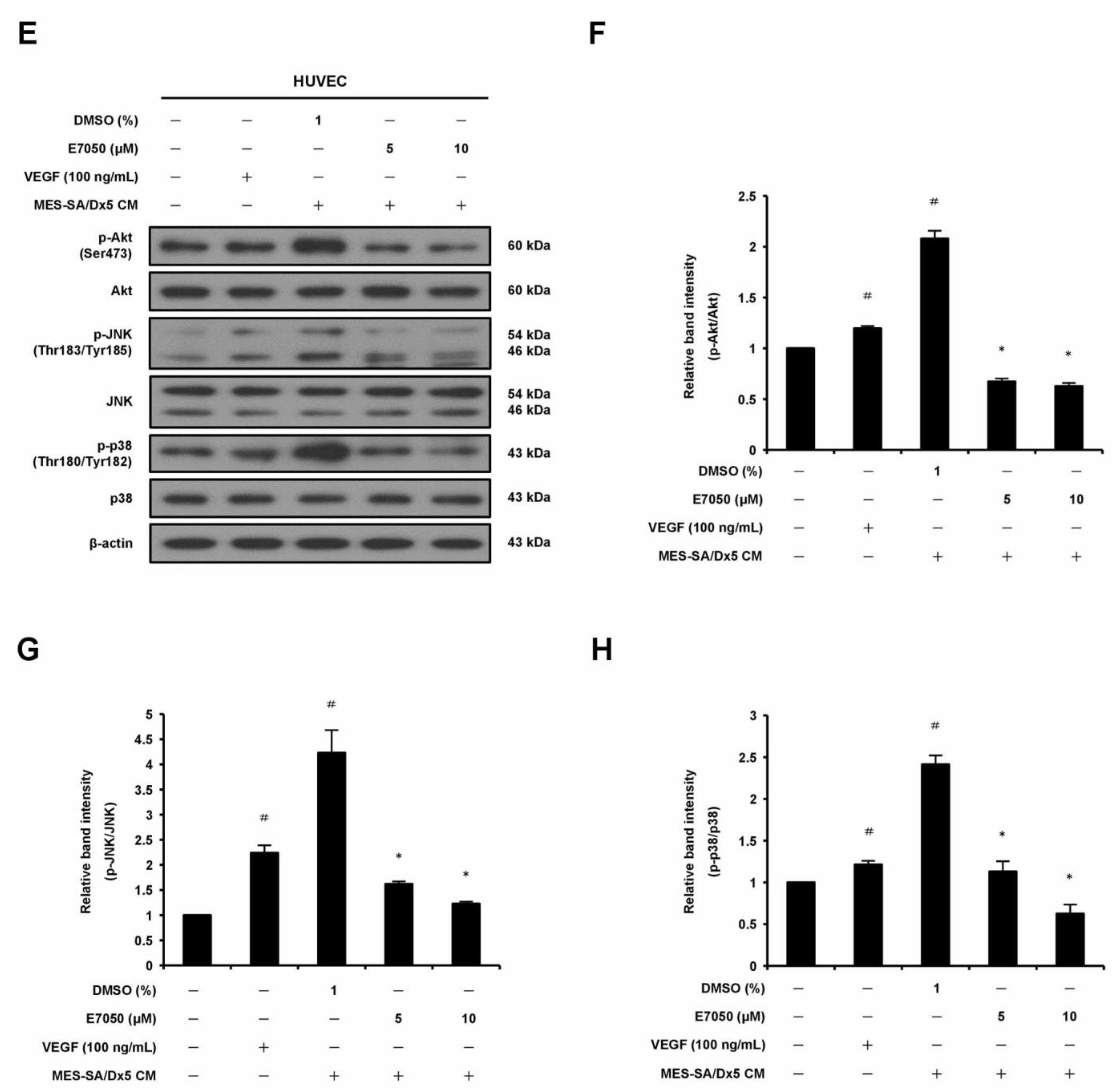 Ijms 24 09606 g005b Ijms 24 09606 g005b