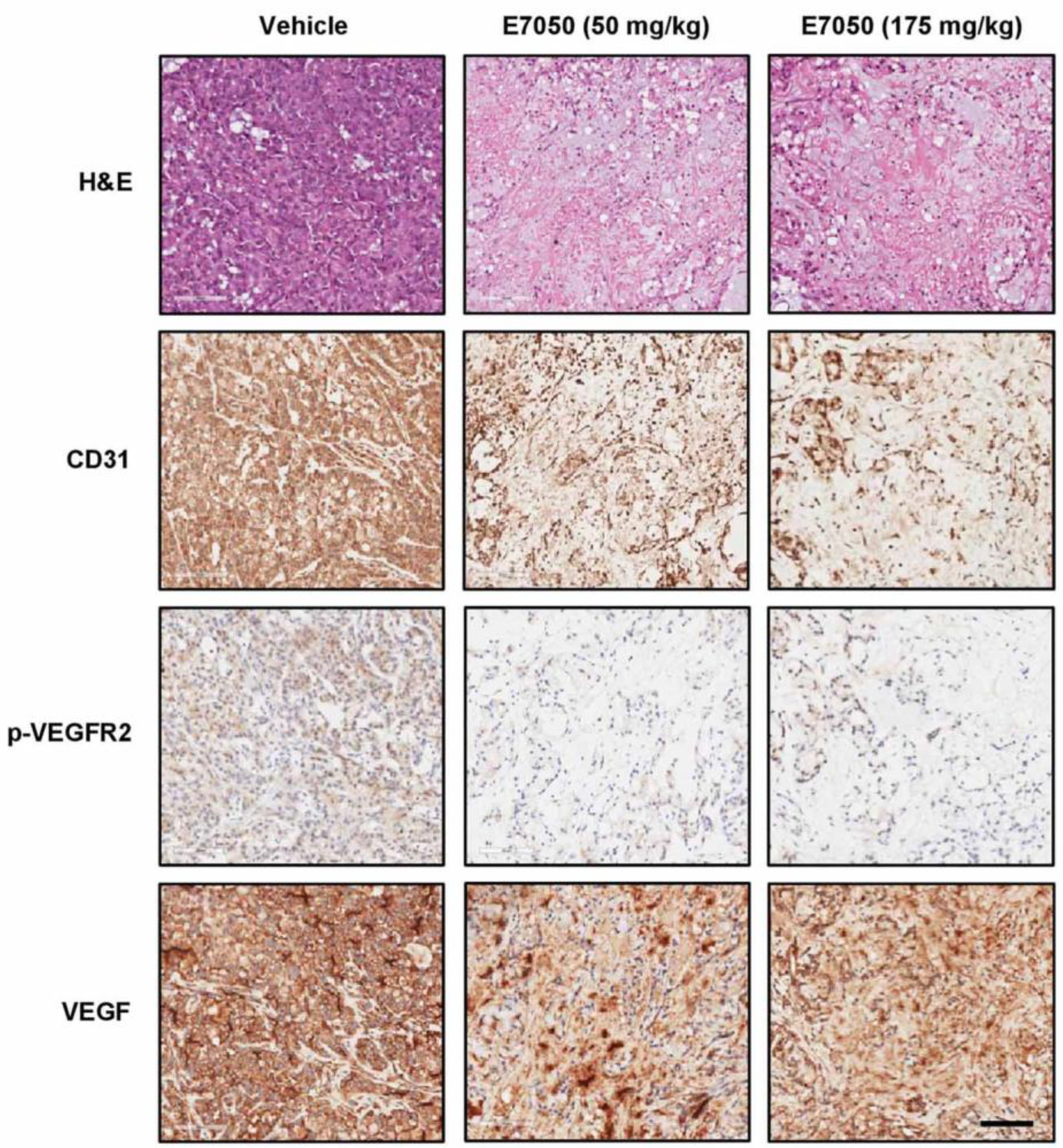 Ijms 24 09606 g006 Ijms 24 09606 g006