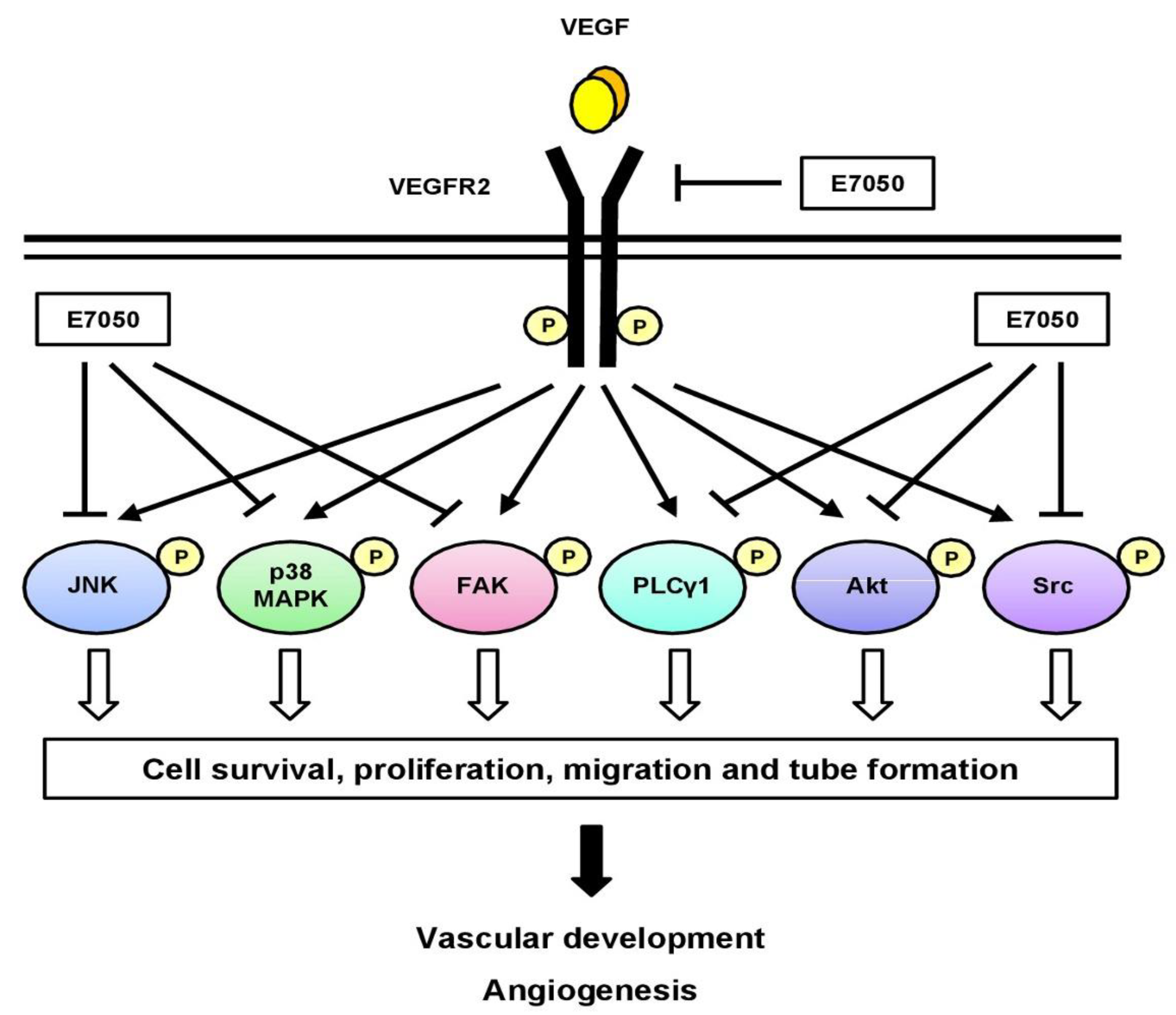 Ijms 24 09606 g007 Ijms 24 09606 g007