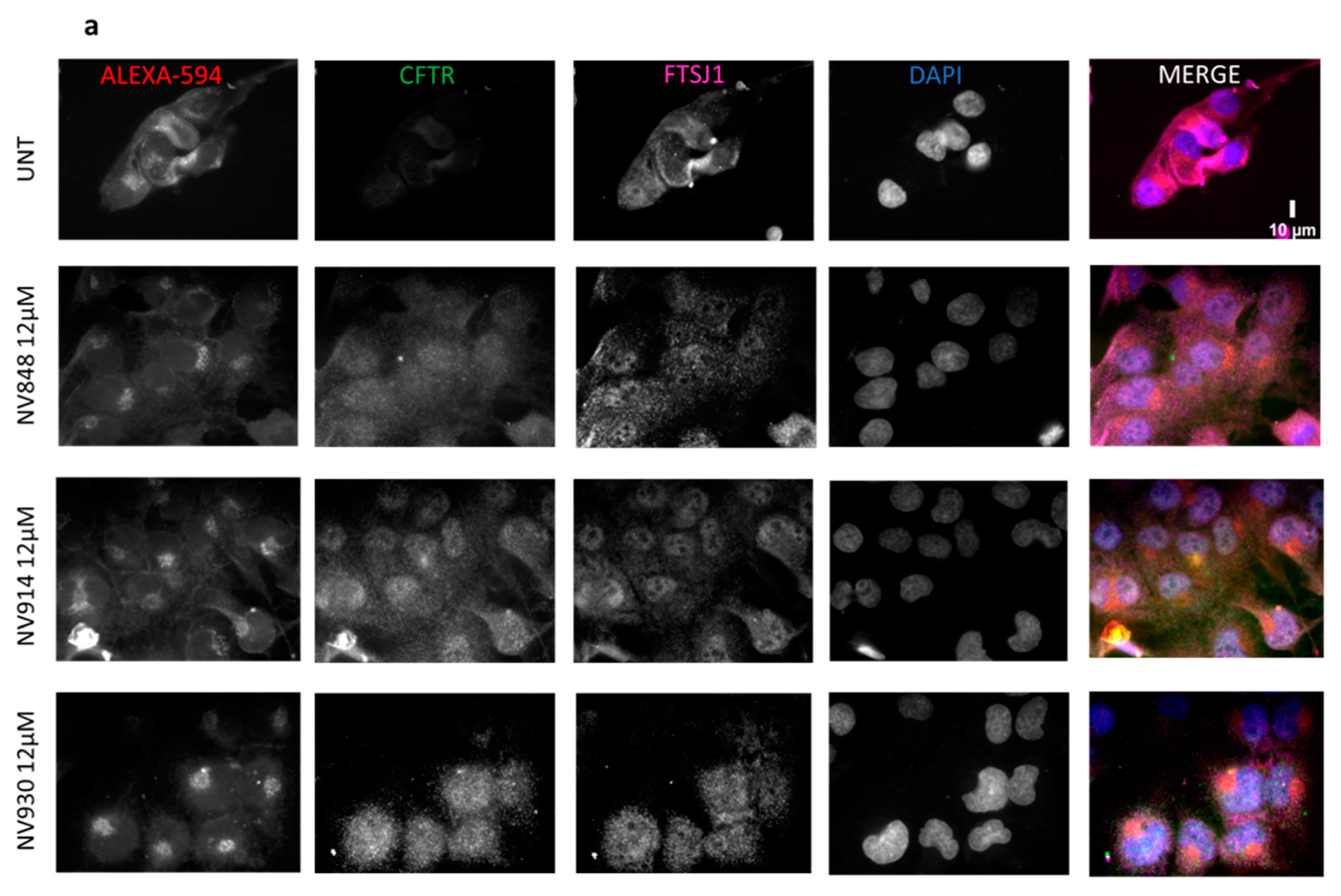 Ijms 24 09609 g012a Ijms 24 09609 g012a