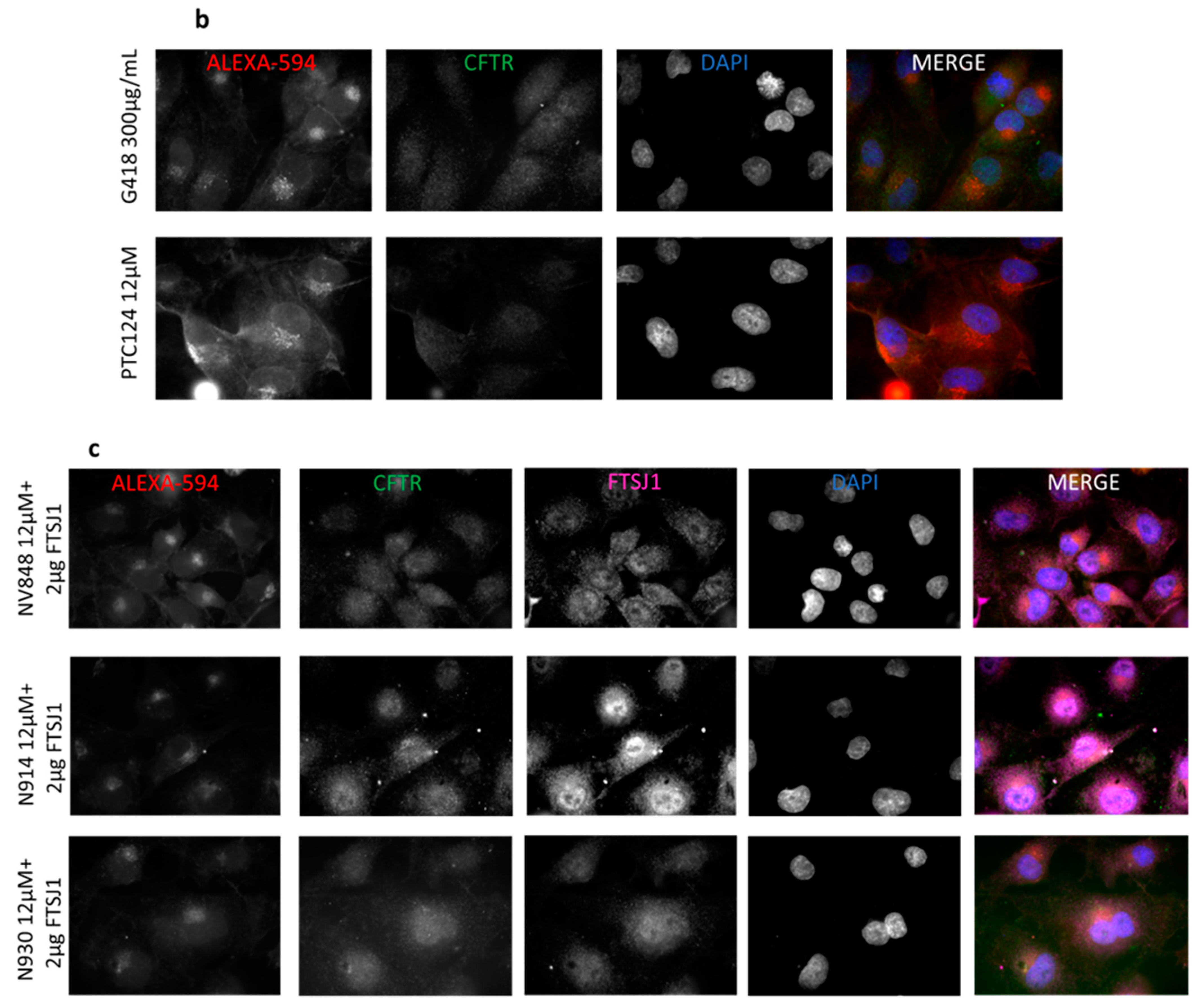 Ijms 24 09609 g012b Ijms 24 09609 g012b