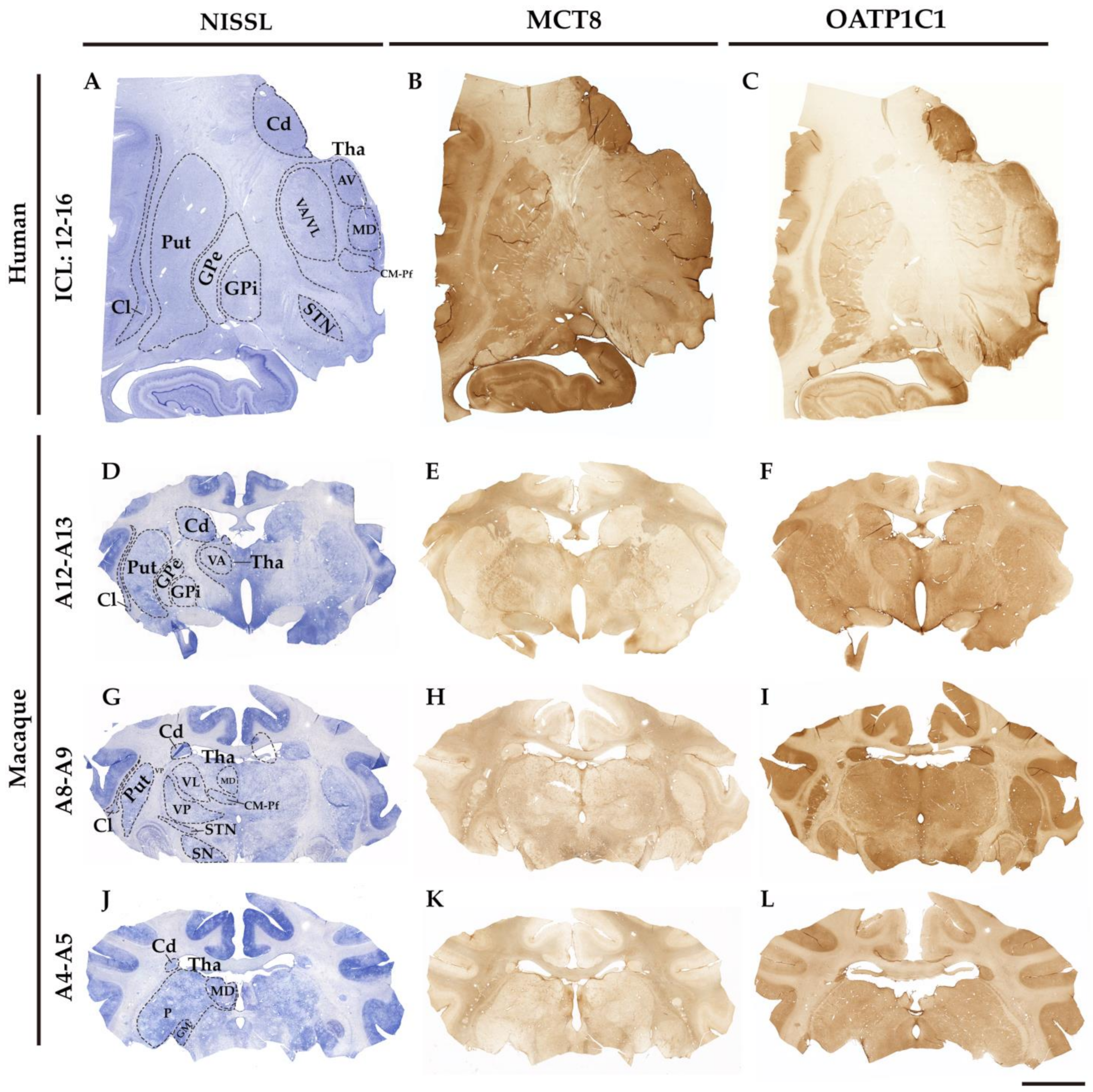 Ijms 24 09643 g002 Ijms 24 09643 g002